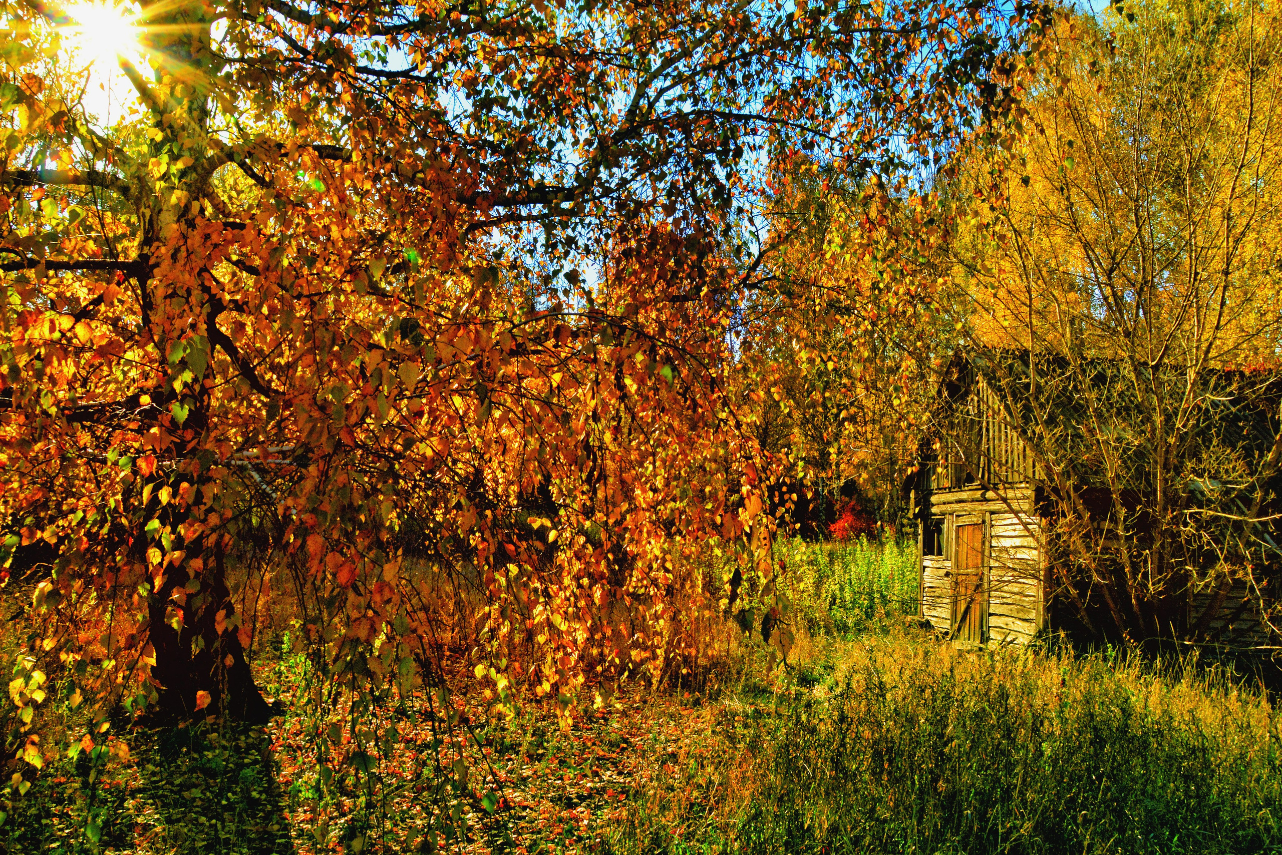 Природа. Главная