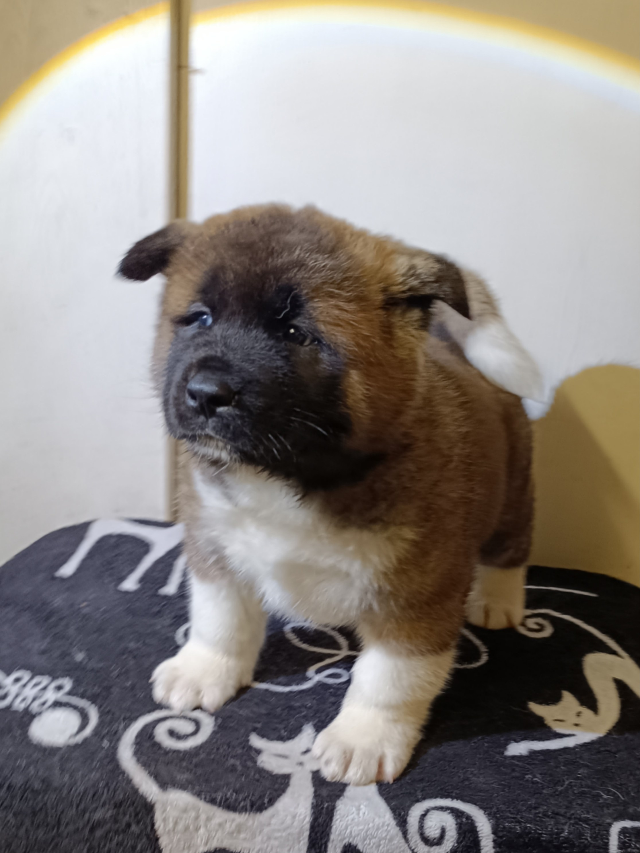 Rubylight Cirrus. Американская акита I Сиба ину I Питомник RUBYLIGHT