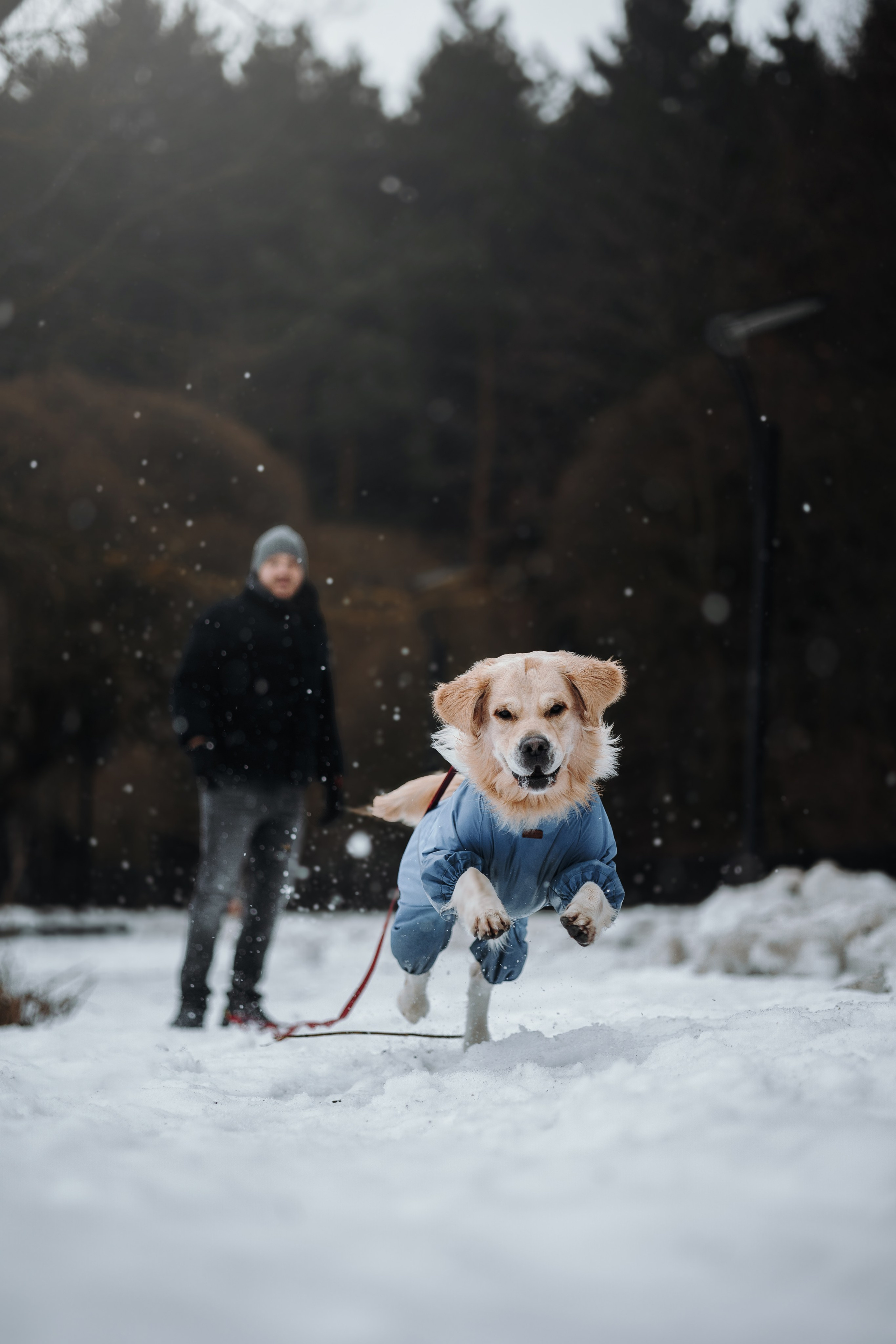 Шелби, Ватсон и ребята. Фотограф — Анималист | Санкт-Петербург