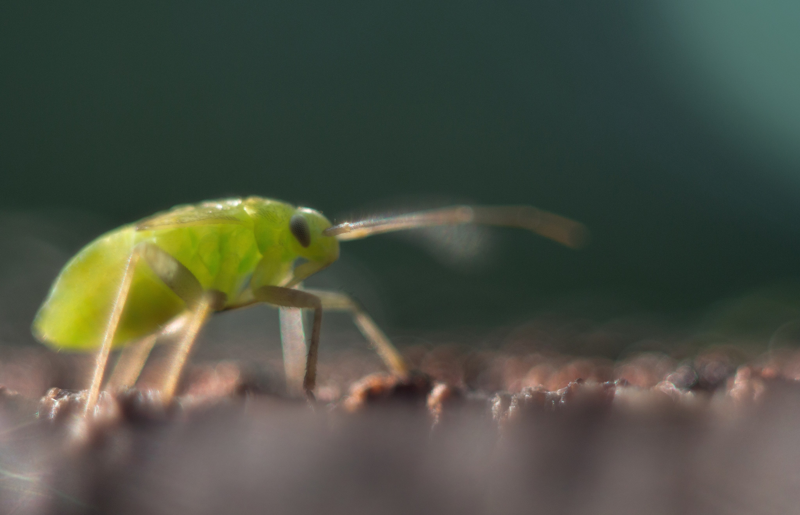 Макро. Фотограф Лагутин Анатолий