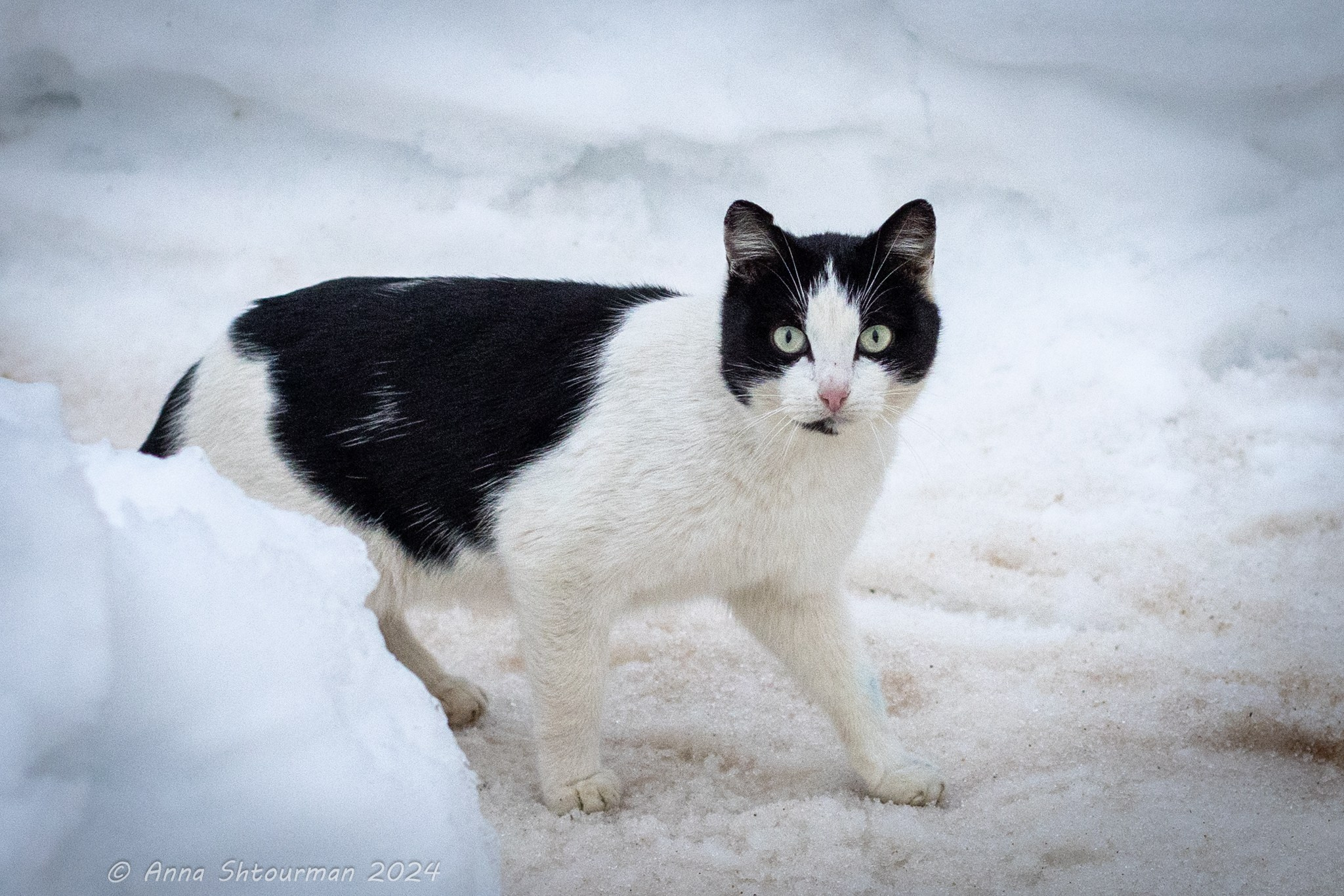 2024 Межрегиональная шахматная школа гроссмейстеров (Кострома, Россия). Фотограф Анна Штурман (репортажная съёмка любых событий и мероприятий) Anna Shtourman photographer