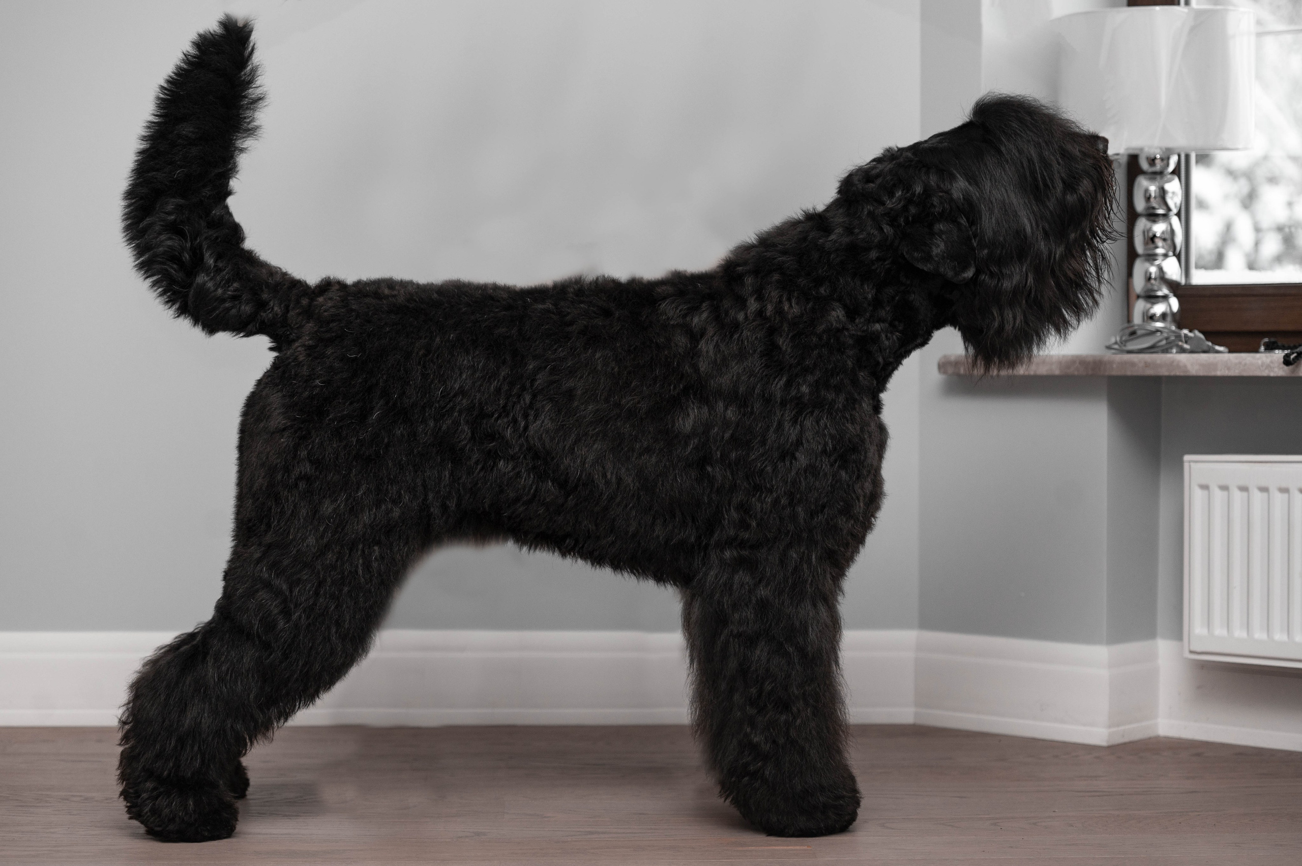 Клео. Фотограф-анималист