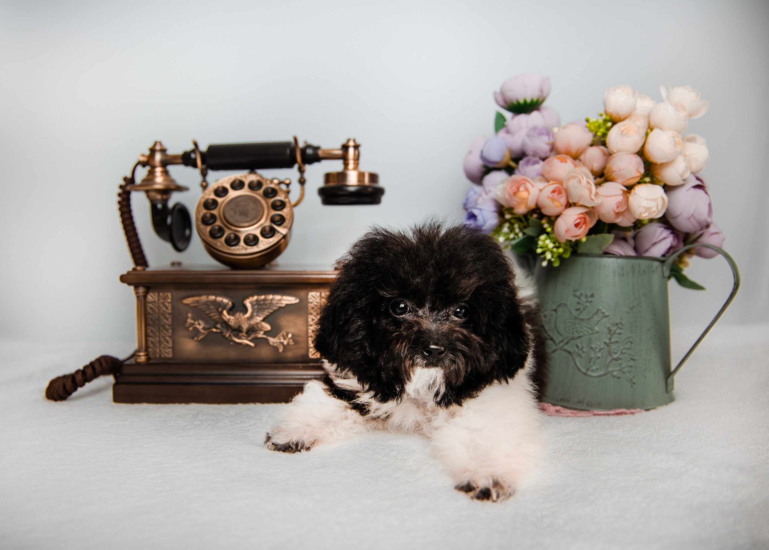 Фотограф Татьяна Марсуверских г. Жуковский, Москва и Мо. Репортажные съёмки, фотосессии,  фотограф анималист, фотосъёмка животных. Фотограф для маркетплейсов, фотоуслуги в Жуковском Татьяна Марсуверских