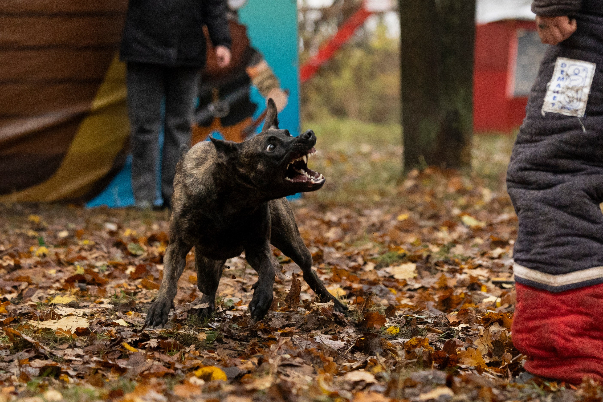 Соревнования по Мондьорингу г. Вологда. Фотограф-анималист Анна Маринич