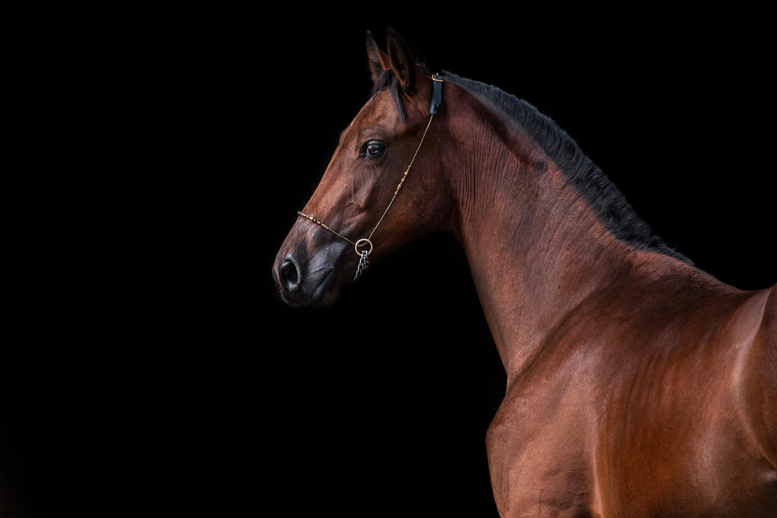 На черном фоне. Фотограф-анималист Ксендзова Кристина