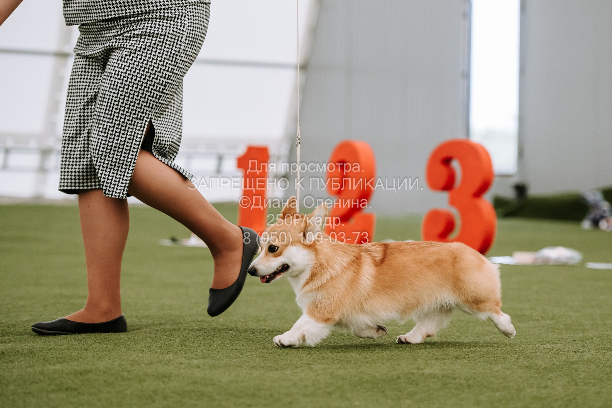 Выставка собак Красноярск 2.06. Фотограф Диана Оленина Красноярск / Братск