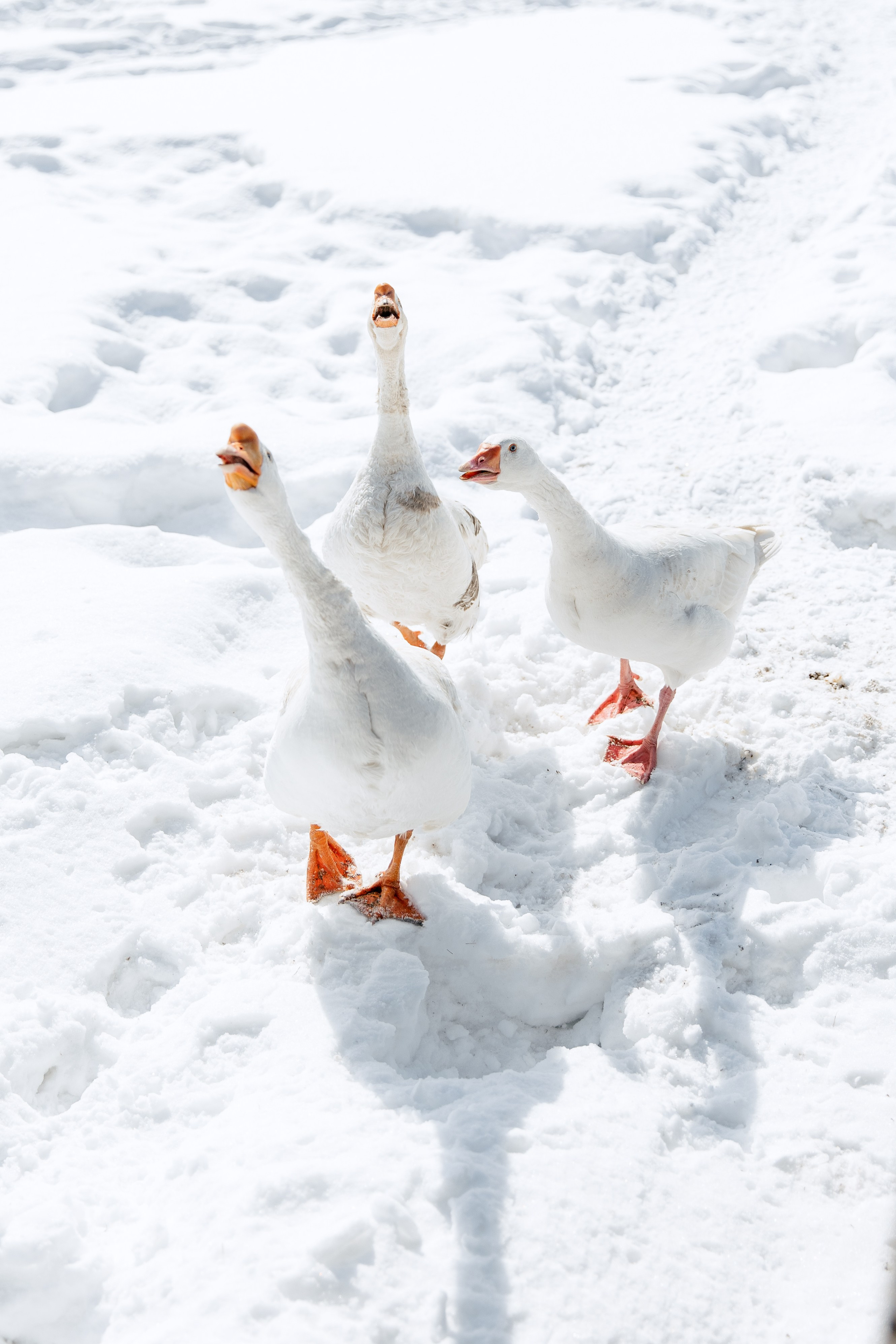 ДЕНЬ ДОЖДЕНИЯ ЕКАТЕРИНЫ. Фотограф в Красноярске