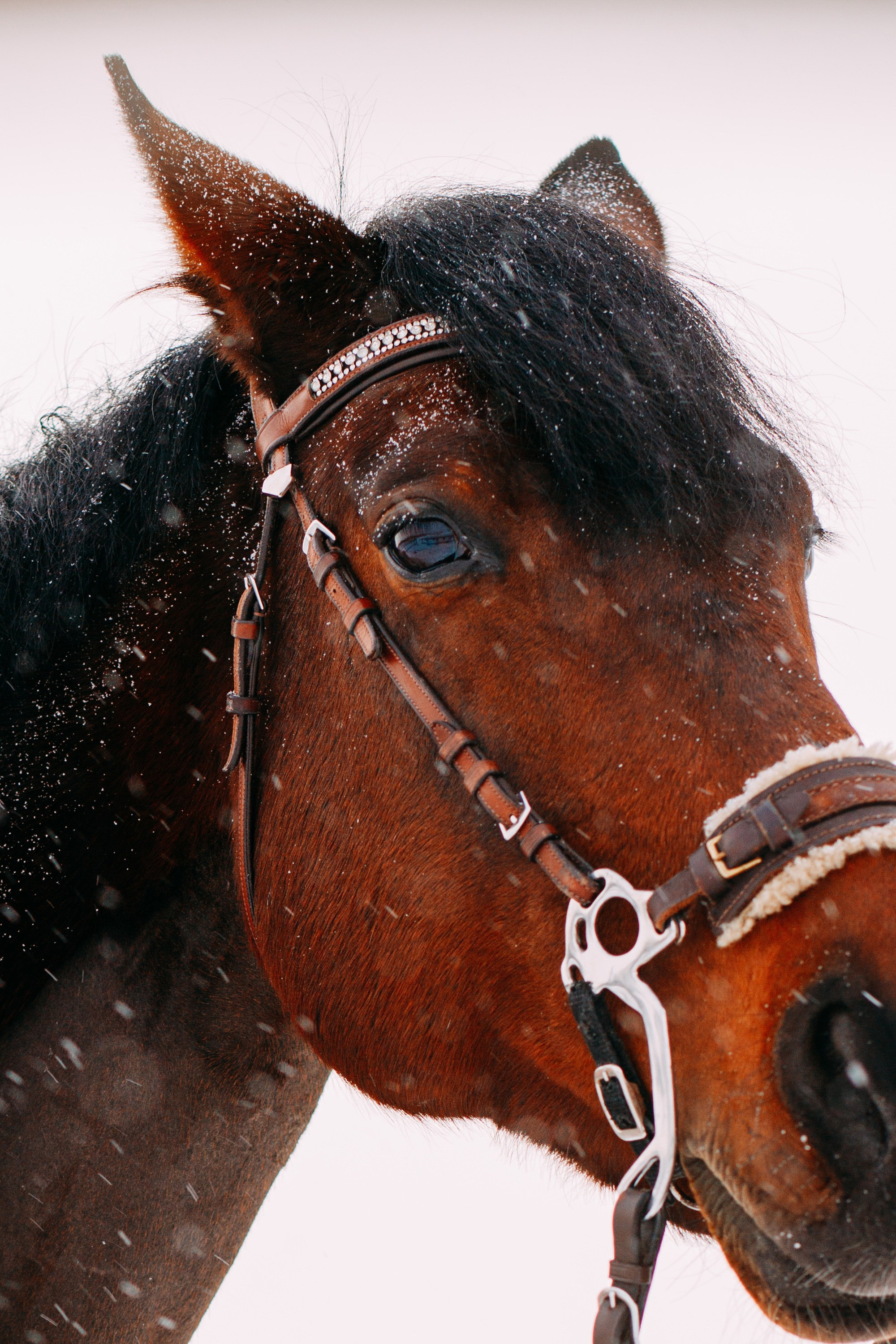 Зимняя фотосессия с лошадкой. Фотограф в Санкт-Петербурге Alina Film