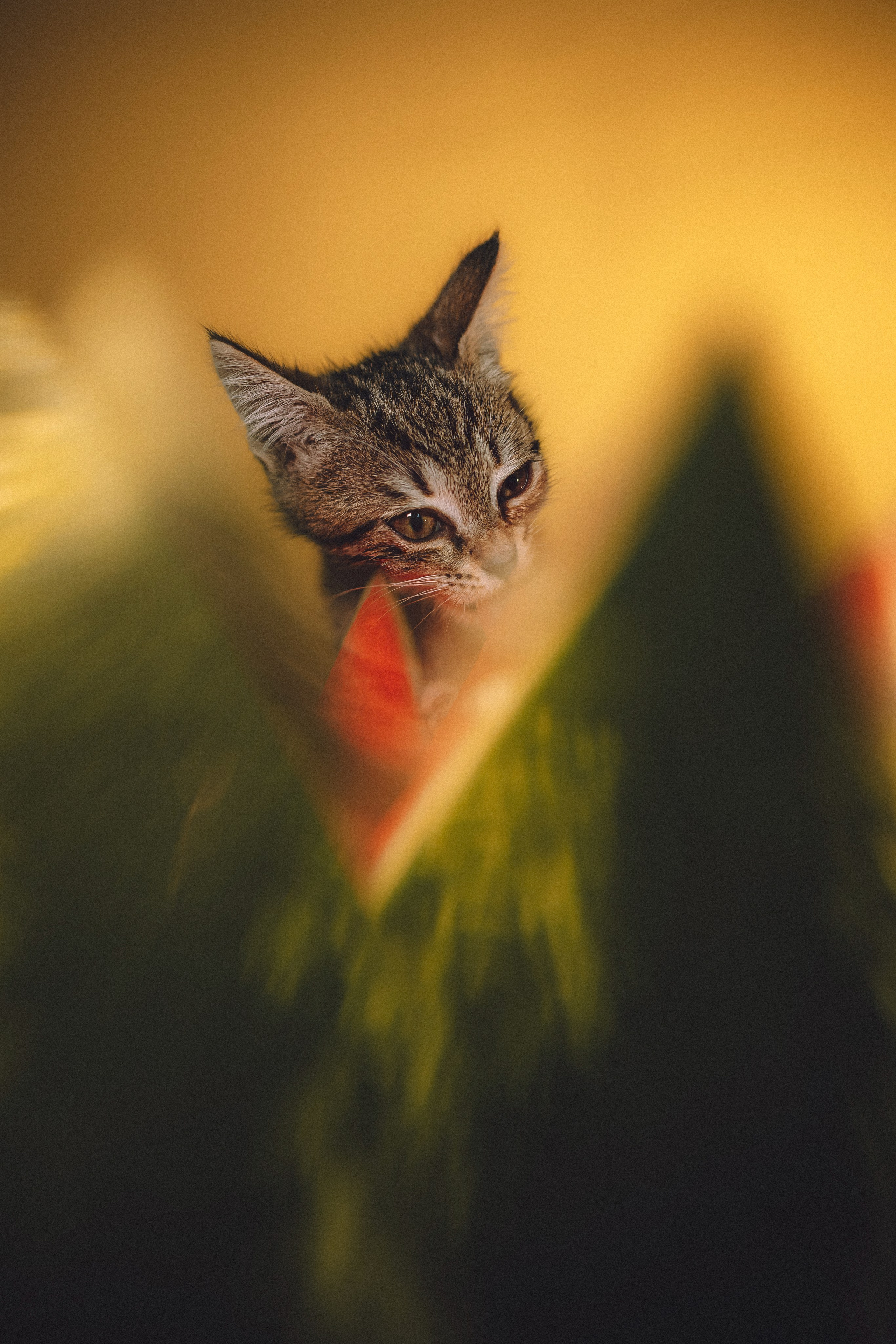 Сирена и арбуз