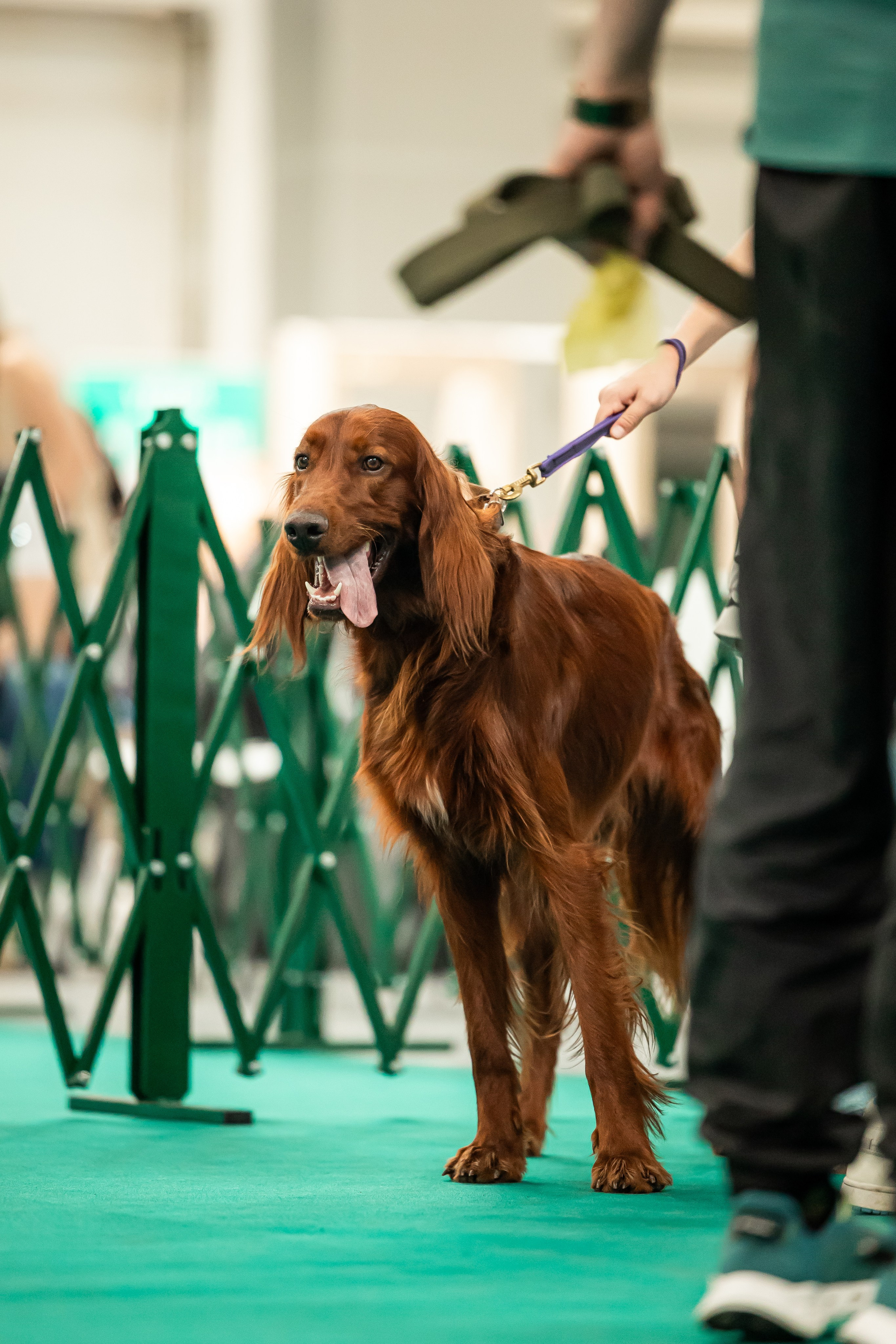 Выставка сеттеров 19.05.24