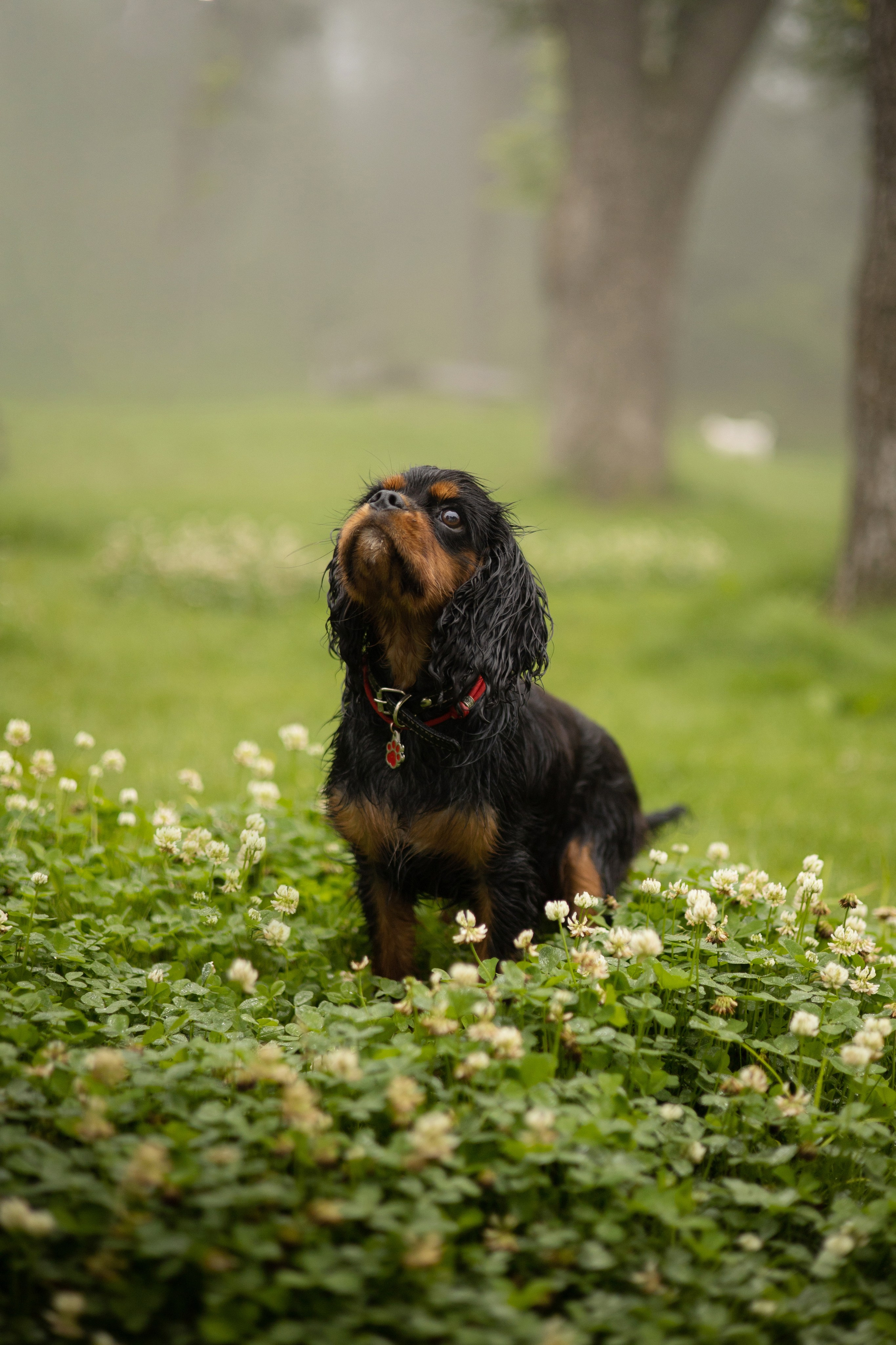 Алёна и Каспер. Фотограф — анималист Владивосток, Алина