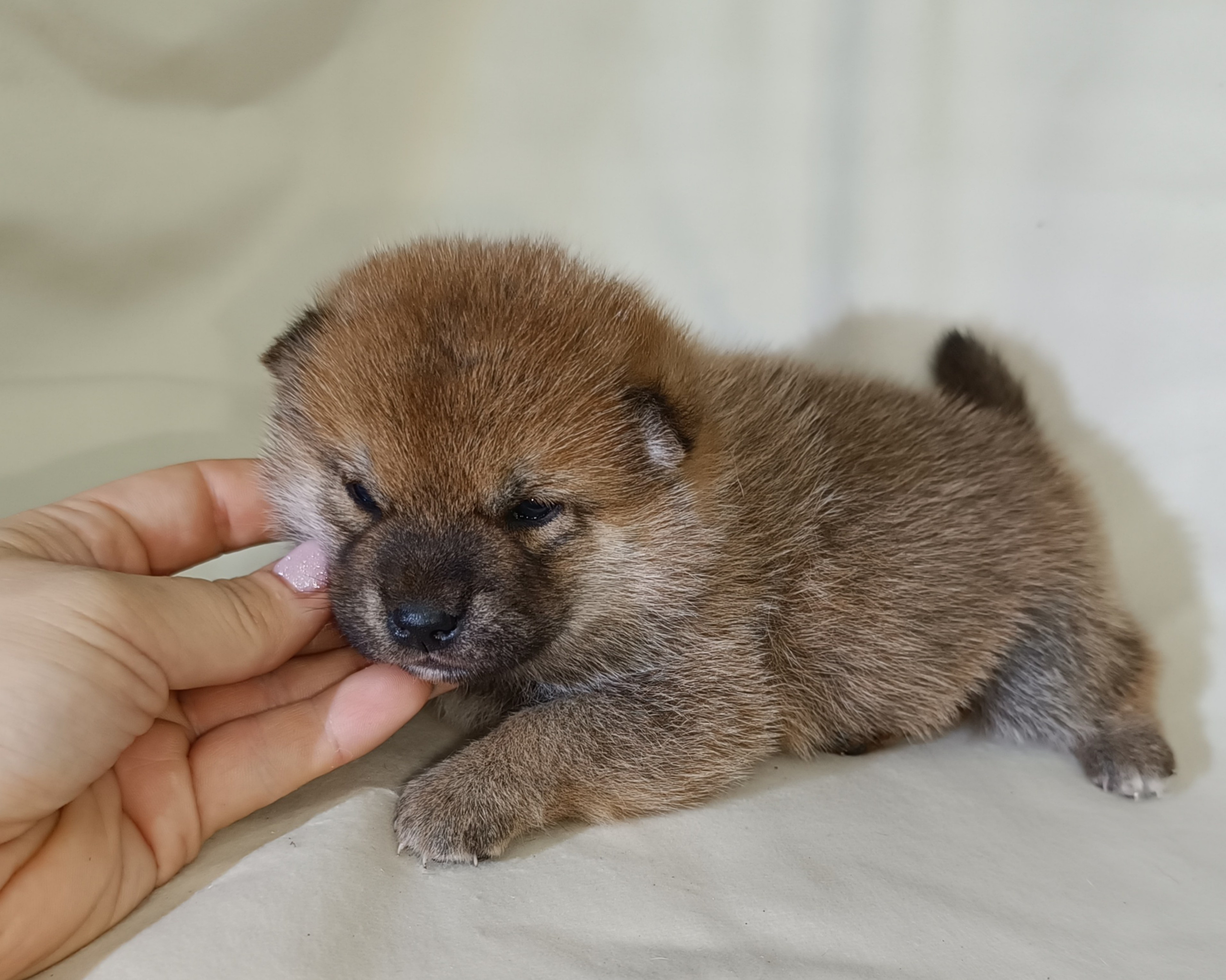 сиба питомник Рубилайт щенки на продажу rubylight  сиба щенки купить СПб Санкт-Петербург 