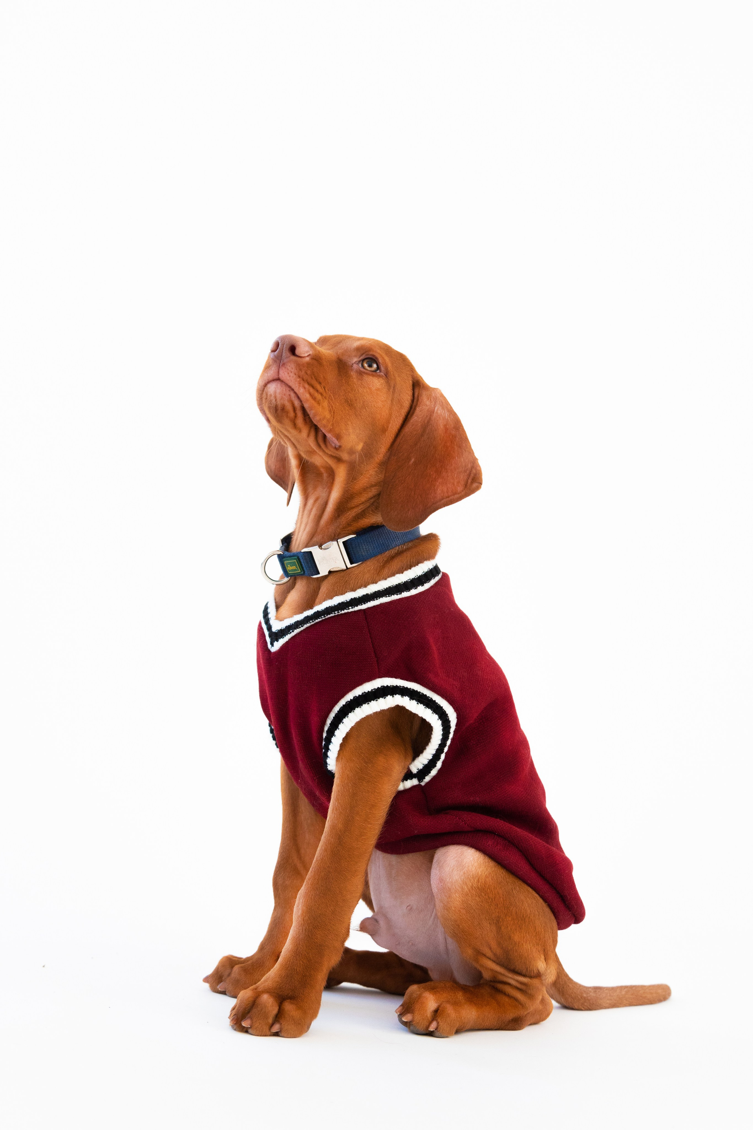 Анималистика. Главная