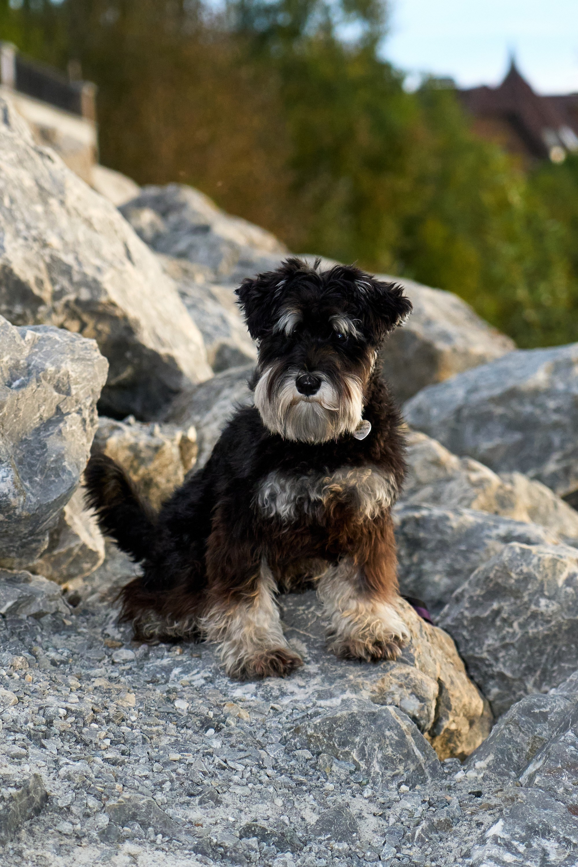 Съемка собак. Фотограф в Екатеринбурге Анастасия Фе