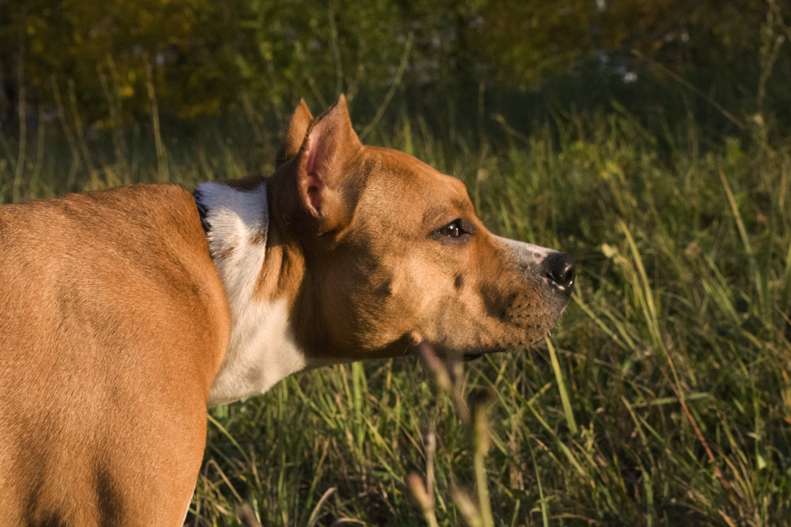 Animals. Фотограф Евгения Саботаж в г. Москва