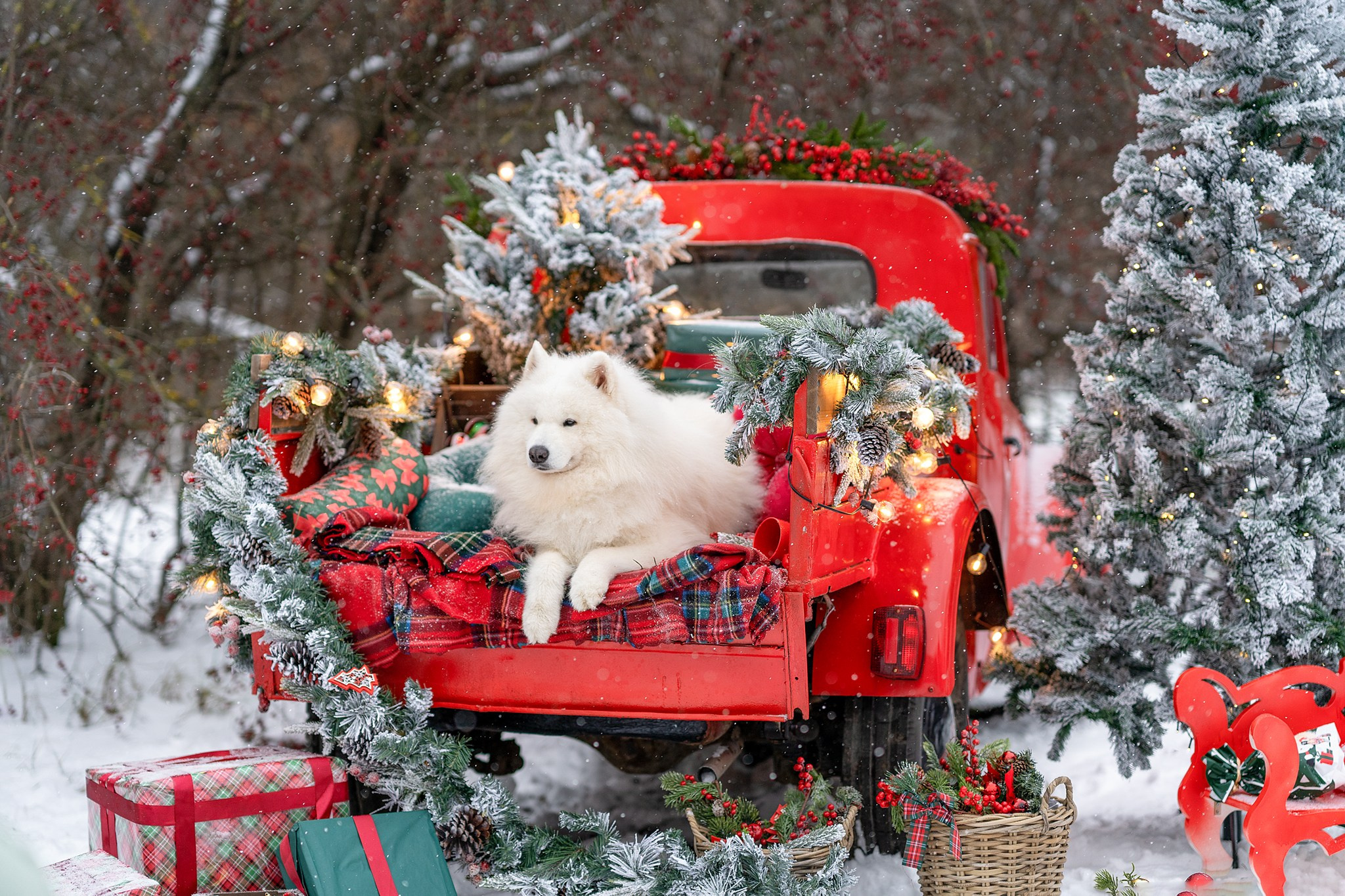 Фотосессия с собаками