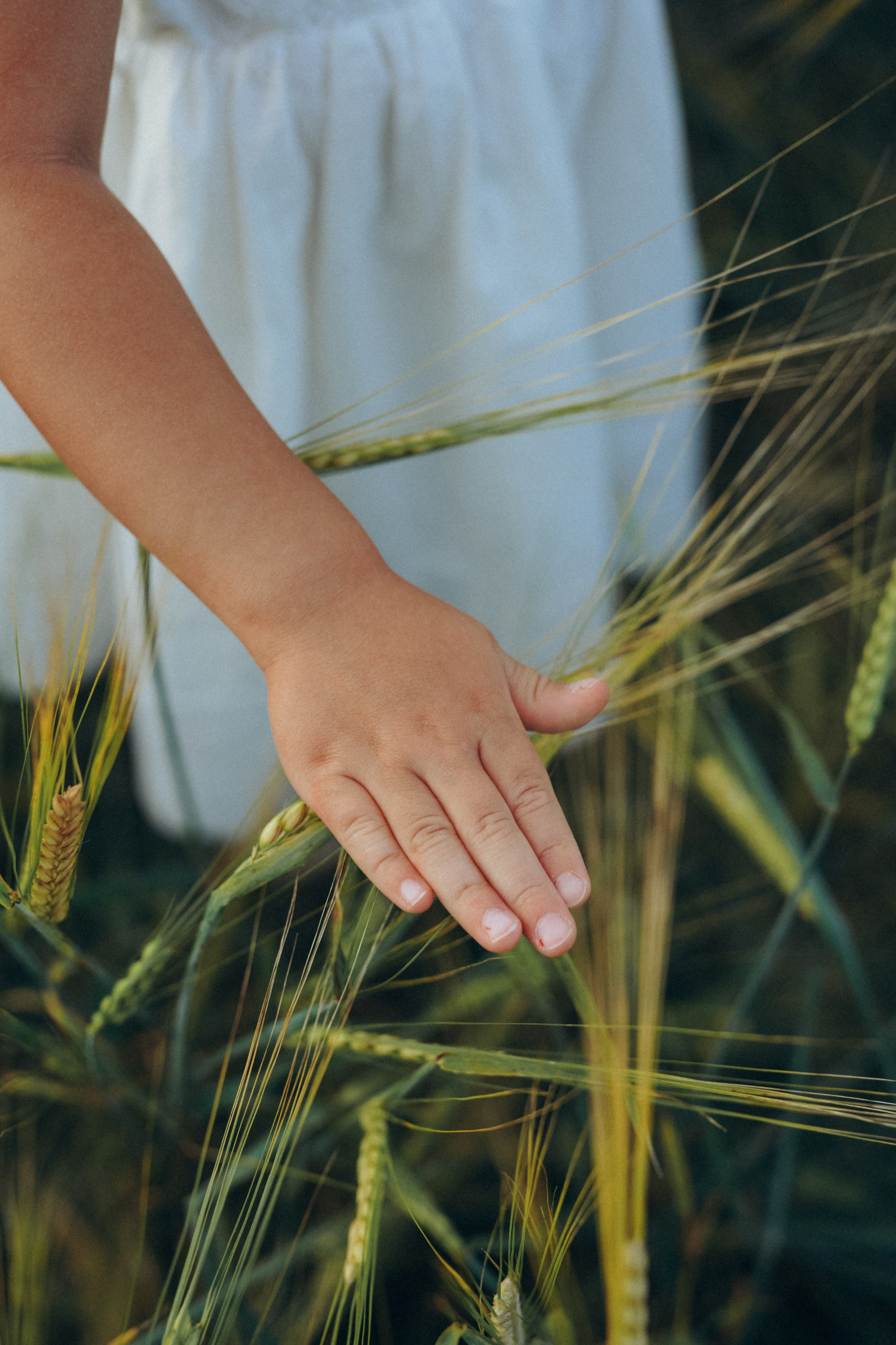 Пшеничное поле. Семейный и женский фотограф в Санкт-Петербурге Татьяна Стружкина