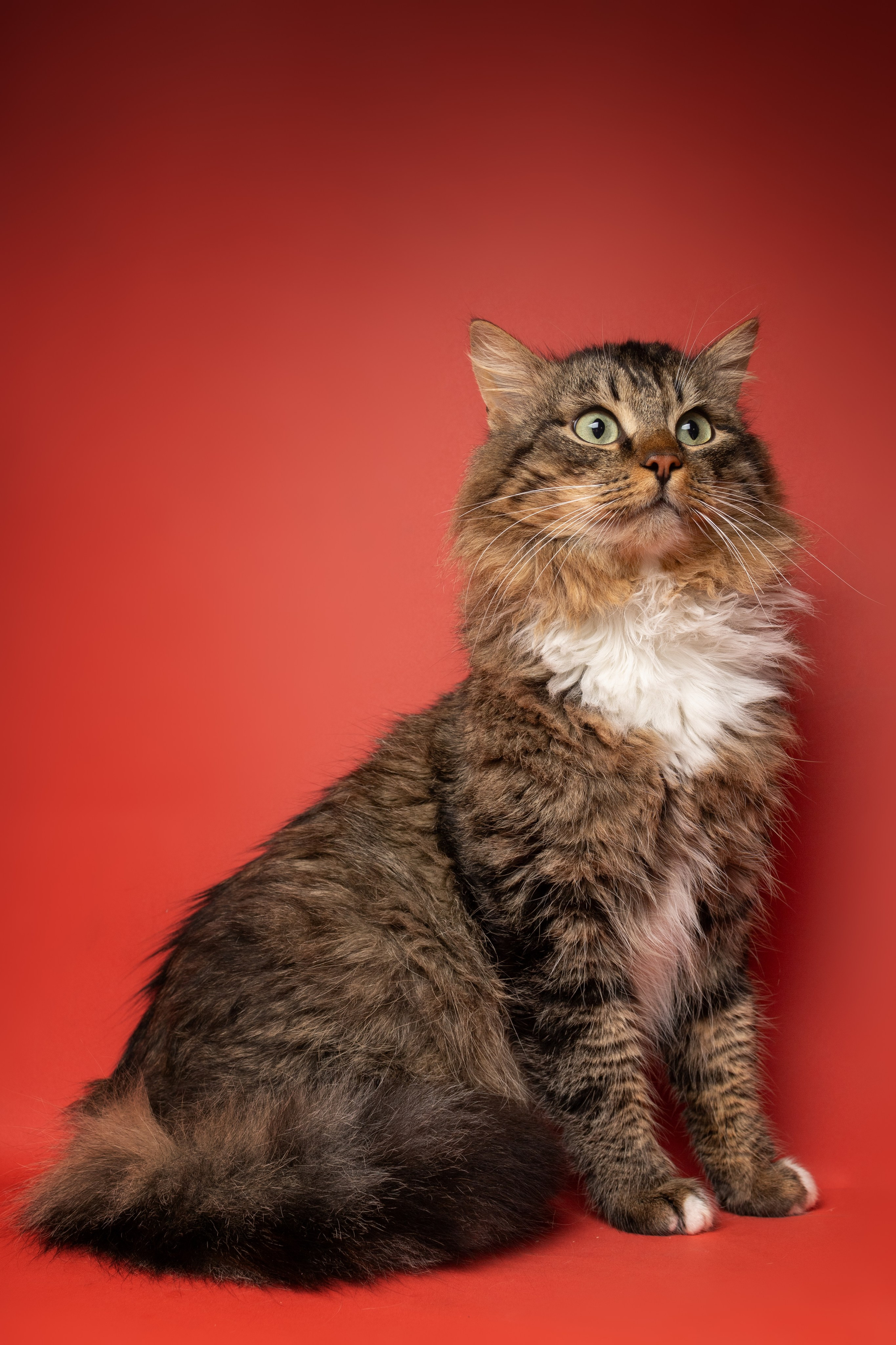 Коты. Фотограф Демид Никитин. г. Дубна, Москва