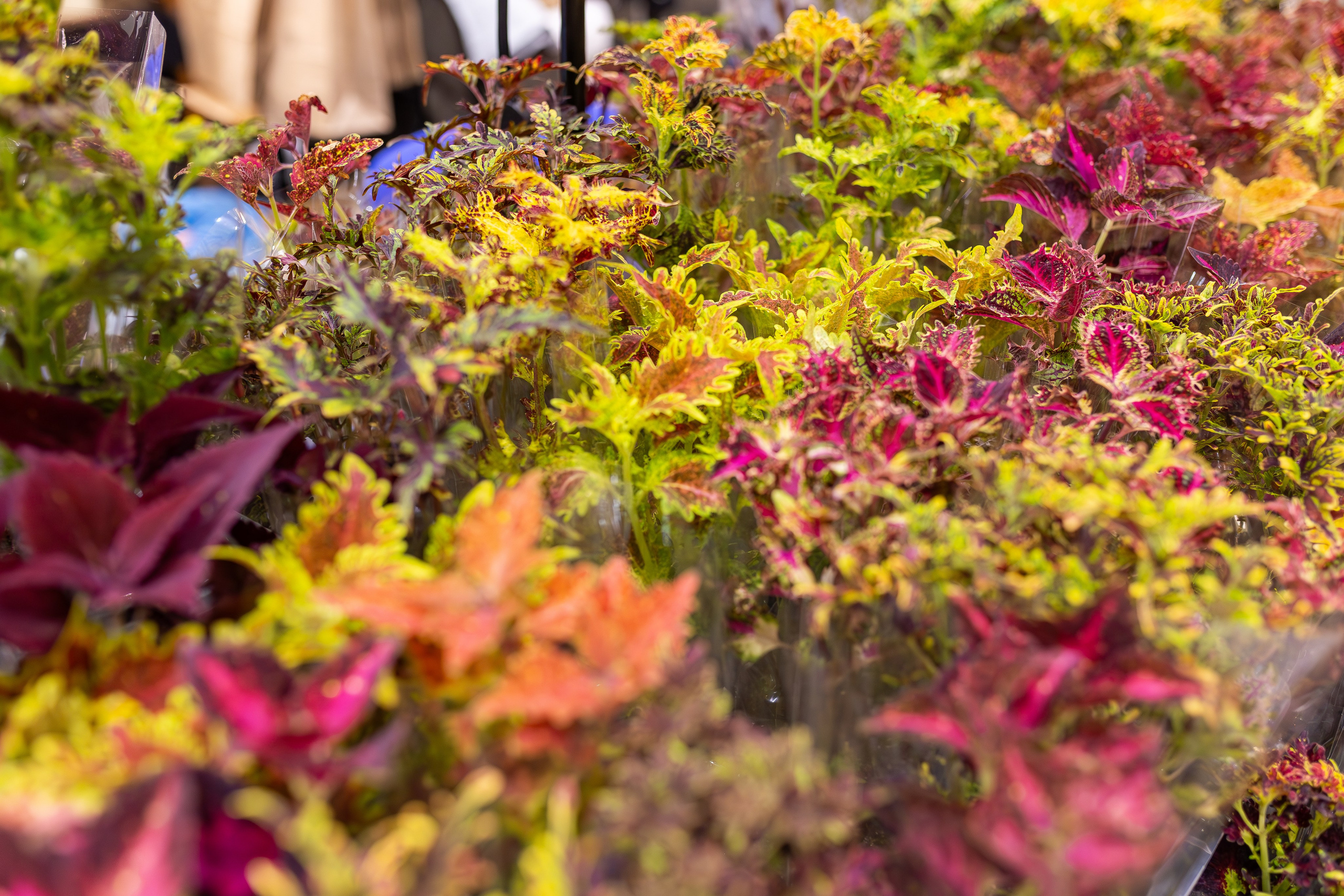 Монстериум апрель 2026. Александра Куликова фотограф, Москва