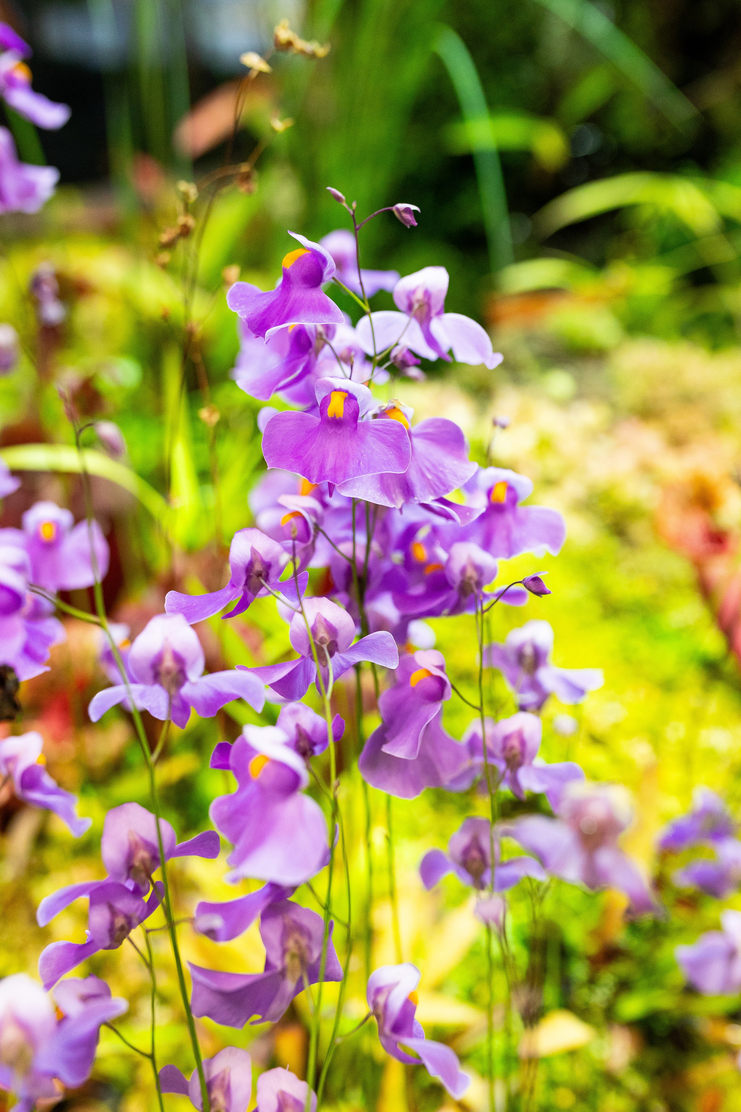 Аптекарский огород МГУ. Китай. Александра Куликова фотограф, Москва