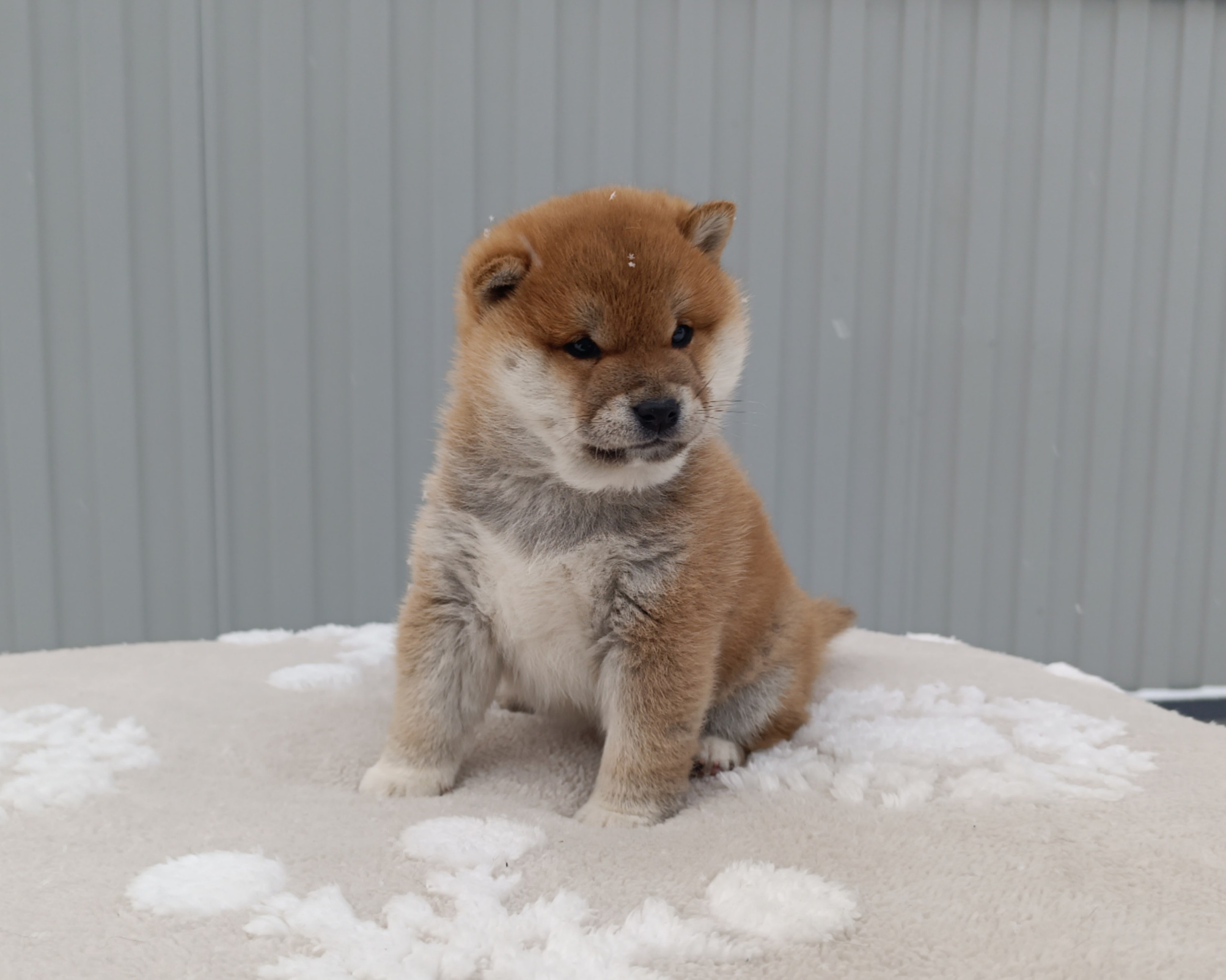 сиба питомник Рубилайт щенки на продажу rubylight  сиба щенки купить СПб Санкт-Петербург 