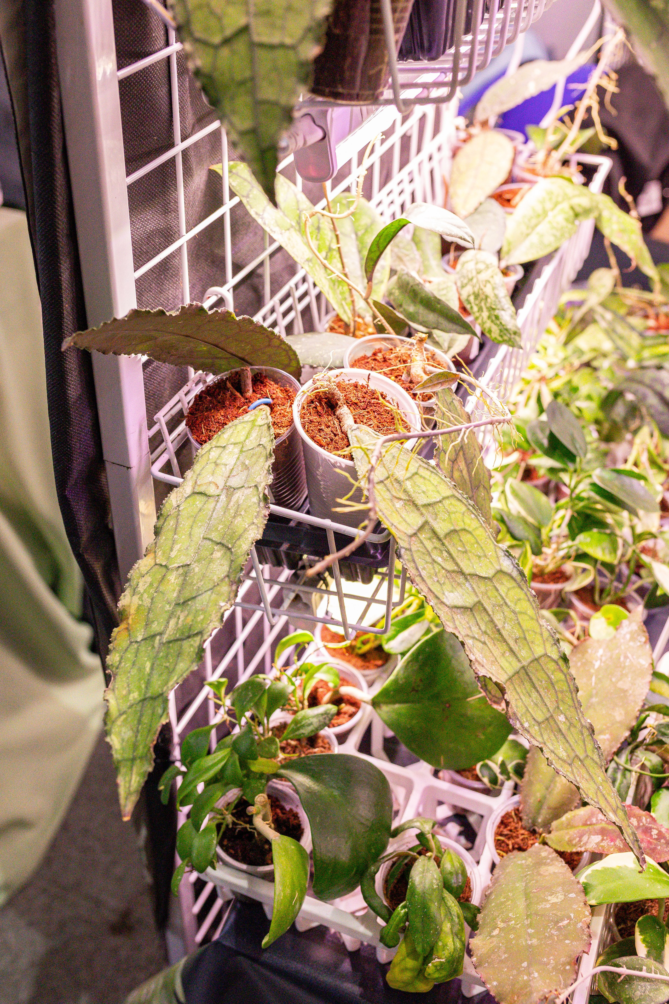 Орхидиум май 2025. Александра Куликова фотограф, Москва