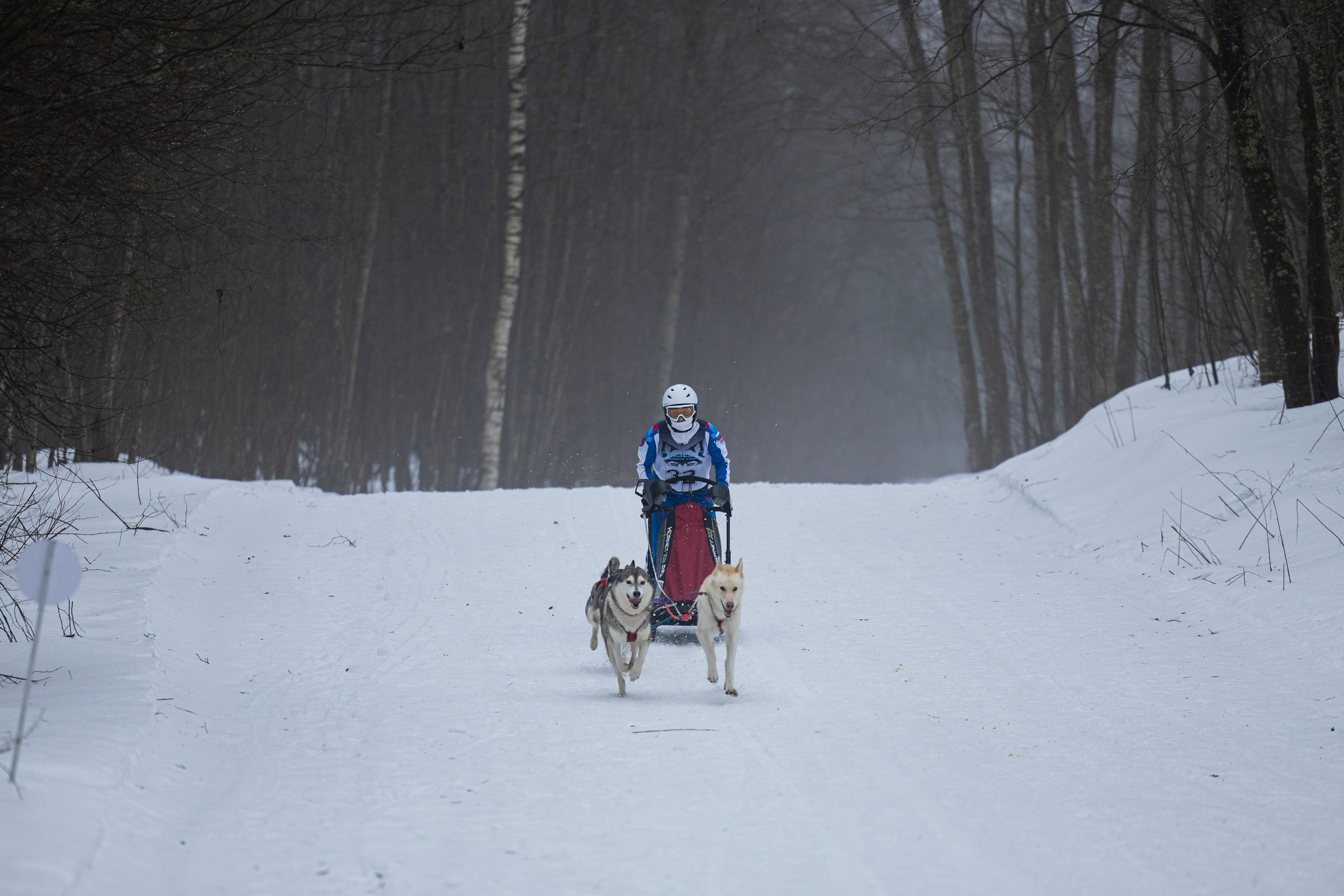 Зимний Чемпионат Санкт-Петербурга по ездовому спорту. Фотограф-анималист Анна Маринич