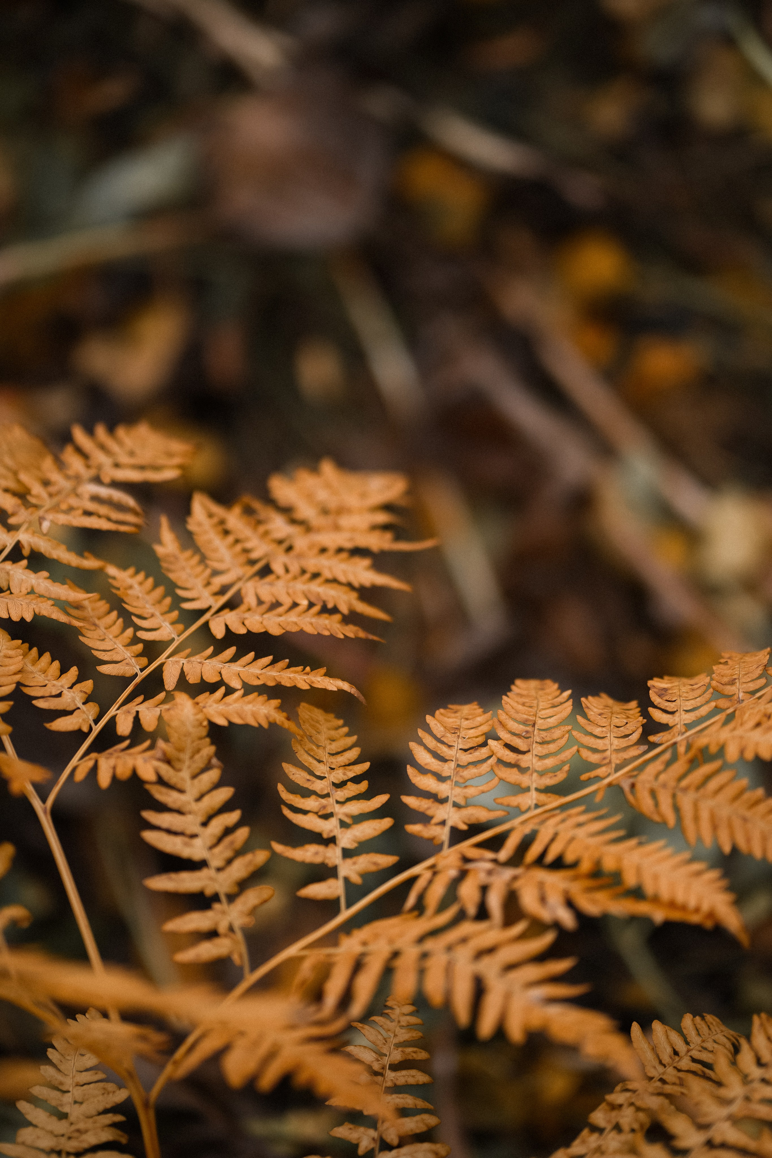 АНГЕЛИНА.ОСЕНЬ