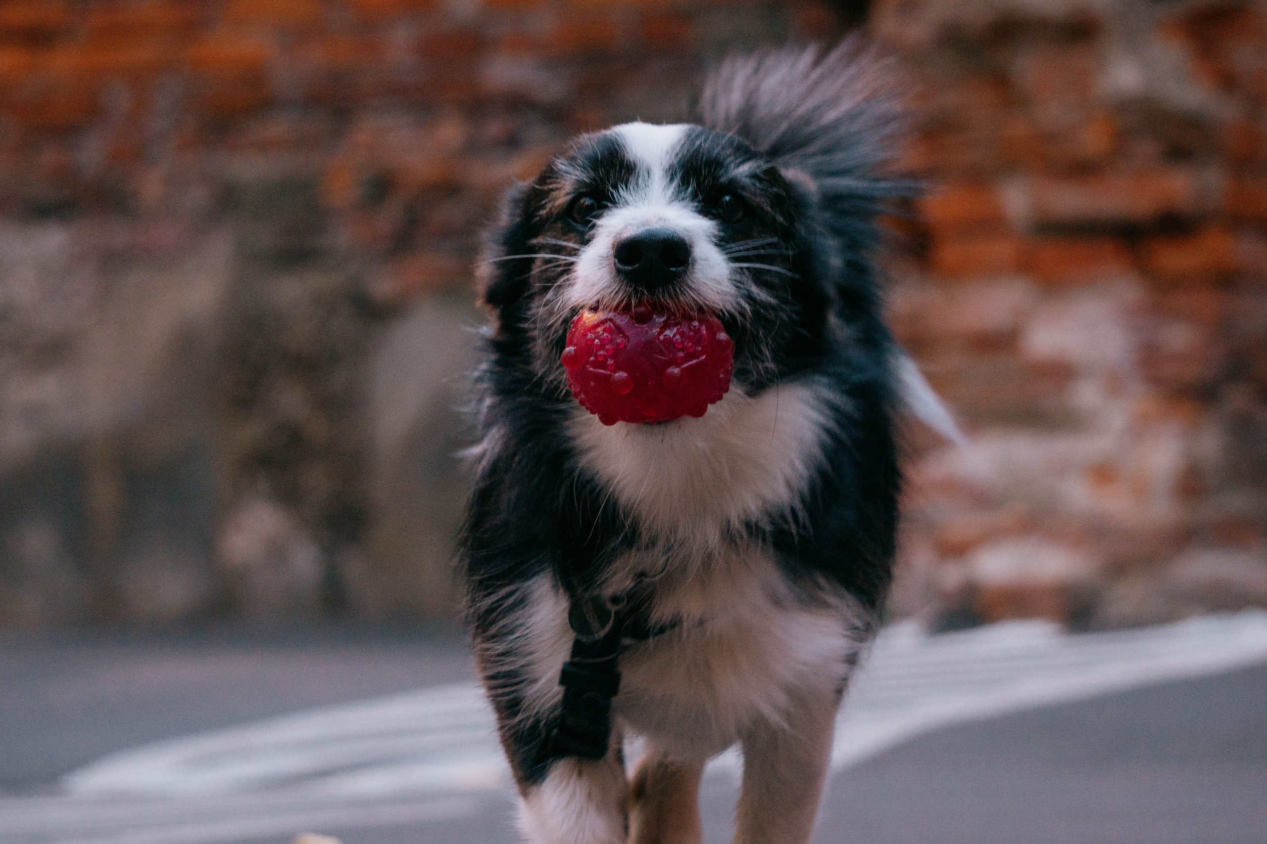 Даша и Тюбик. Фотограф-анималист Ксения Воробьева, Москва