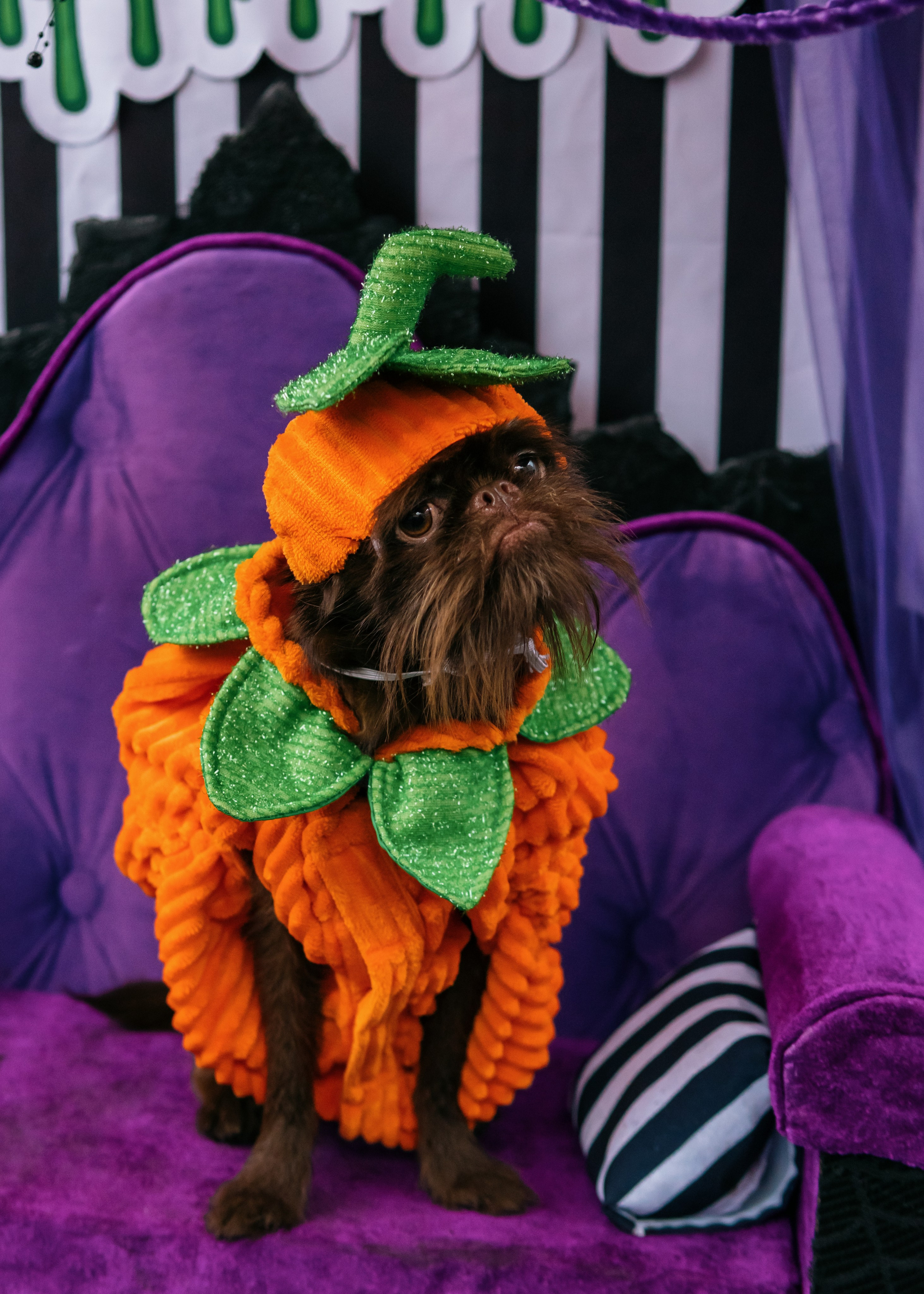 Тематическая встреча породников «Griffween». Фотограф-анималист Ксения Воробьева, Москва