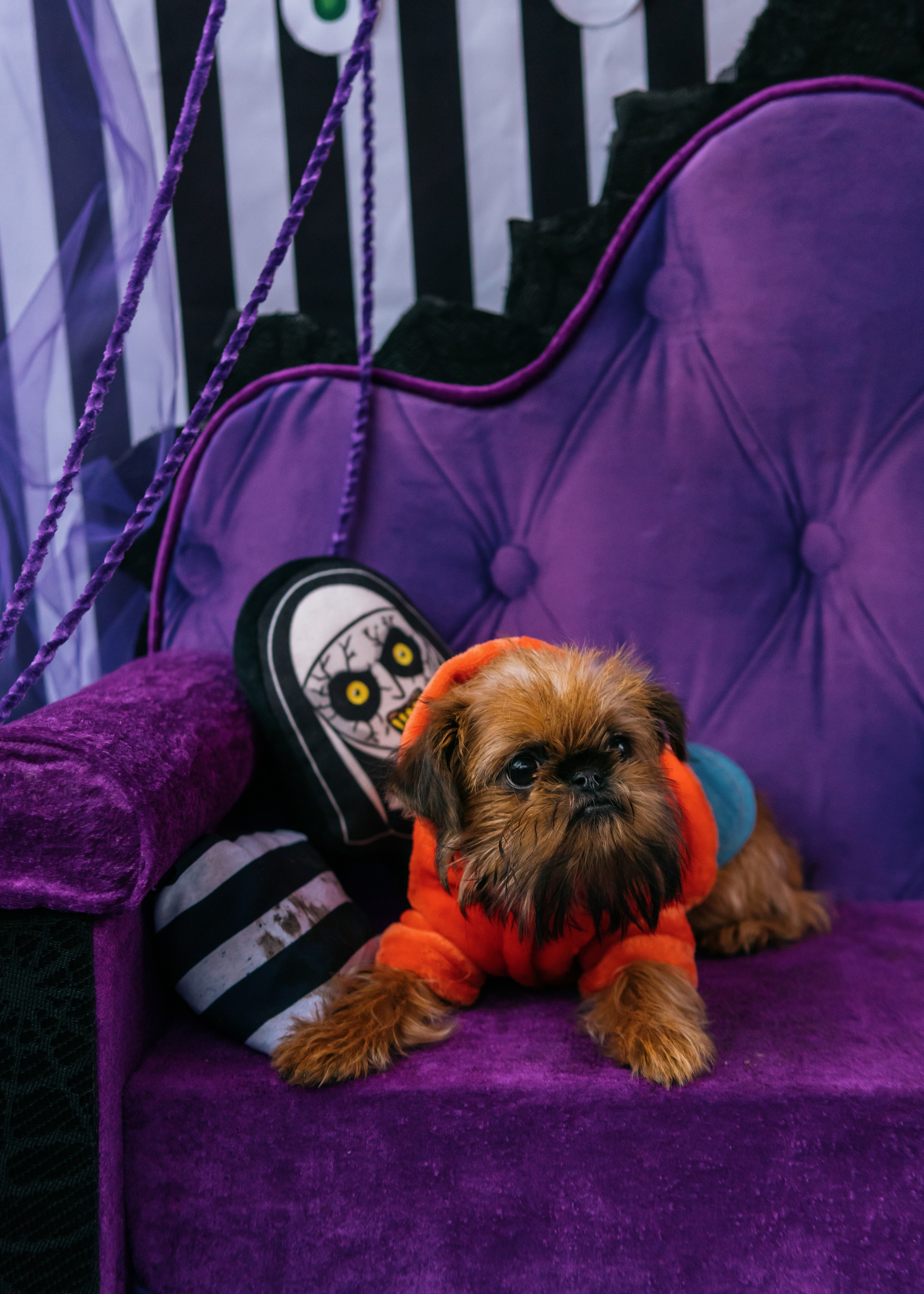 Тематическая встреча породников «Griffween». Фотограф-анималист Ксения Воробьева, Москва