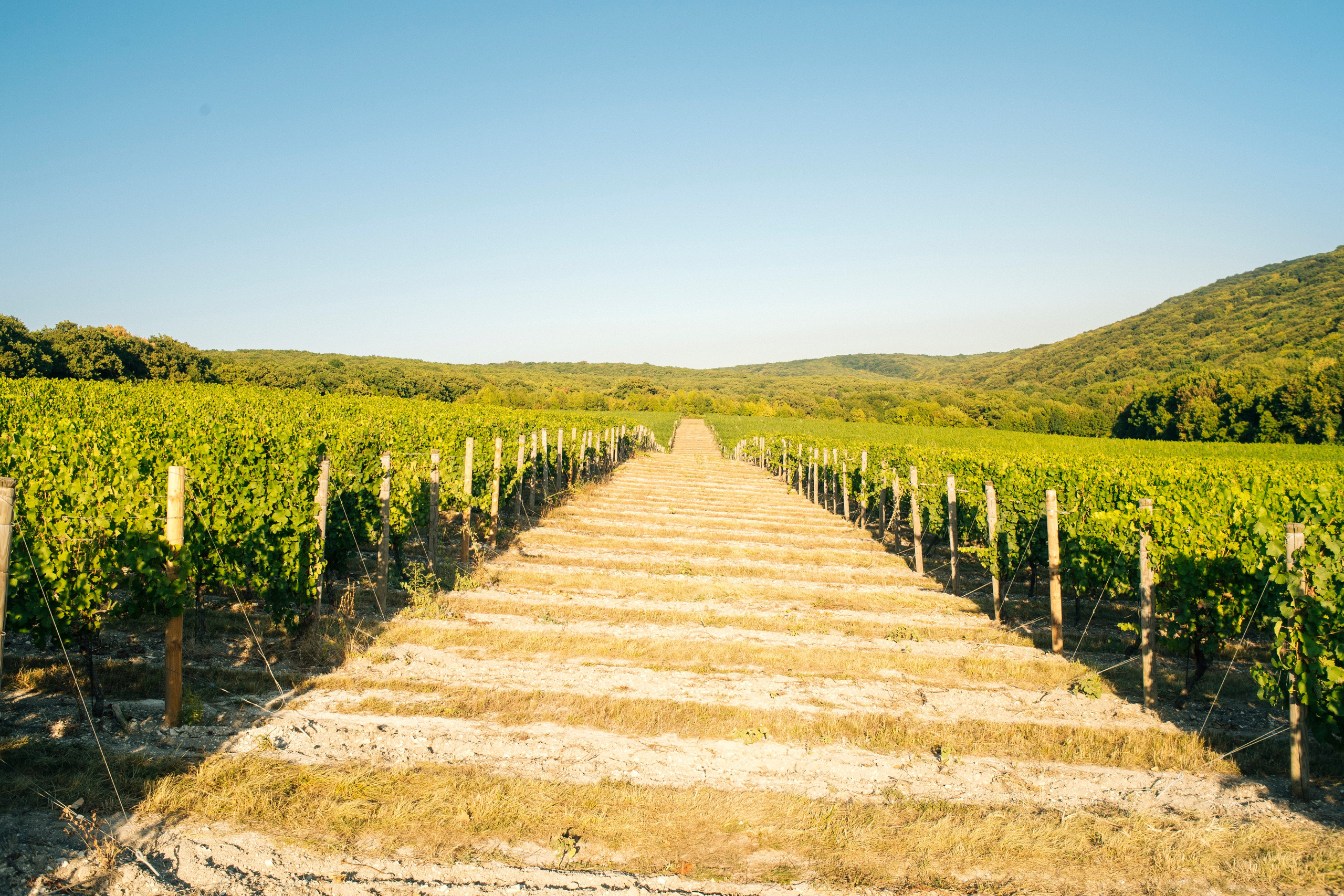 Винодельня Галицкий и Галицкий на пленку. Репортажный фотограф в Сочи — Михаил Мордасов