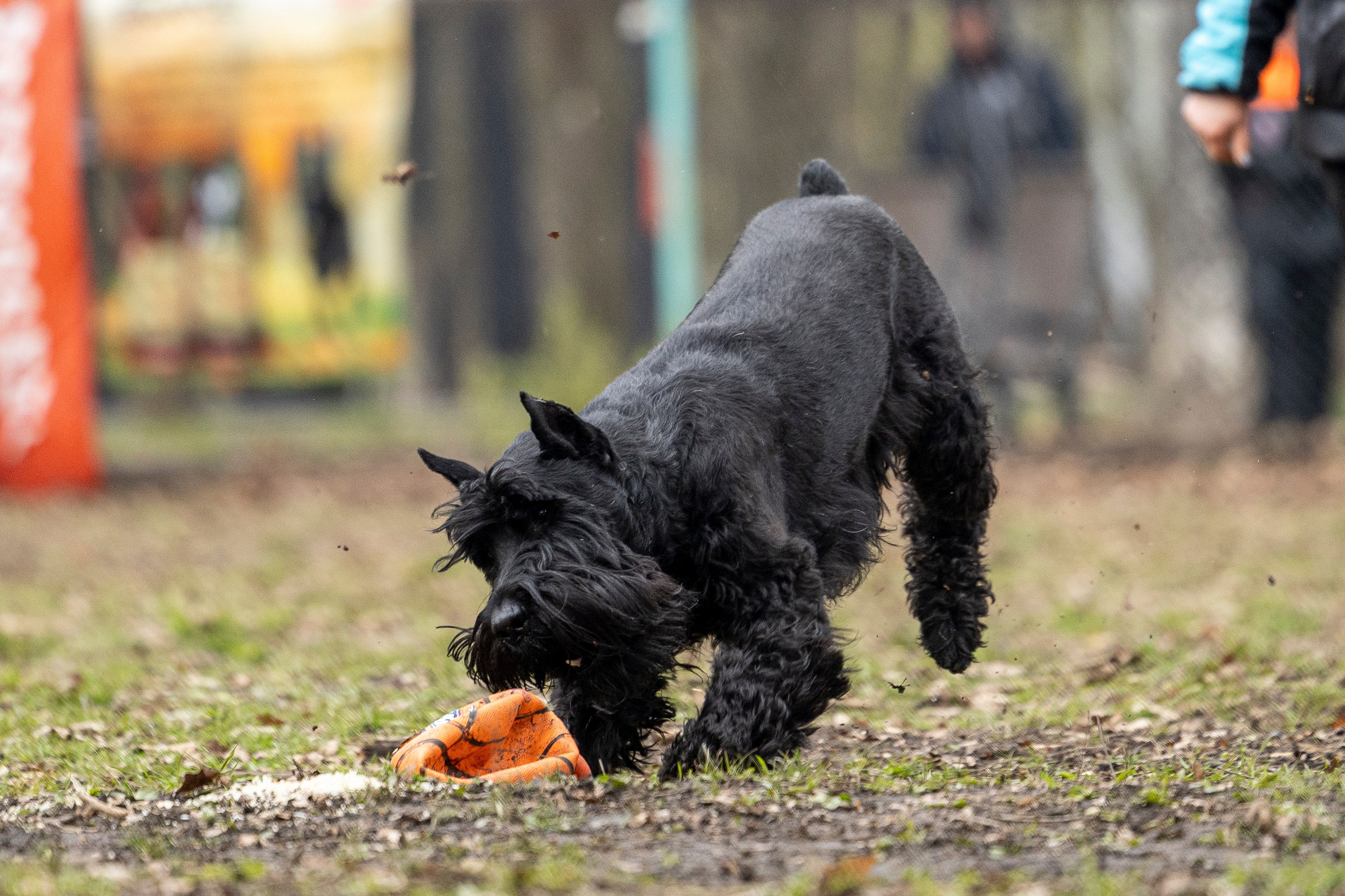 Квалификационные состязания по мондьорингу г. Вологда 11.05.24. Фотограф-анималист Анна Маринич