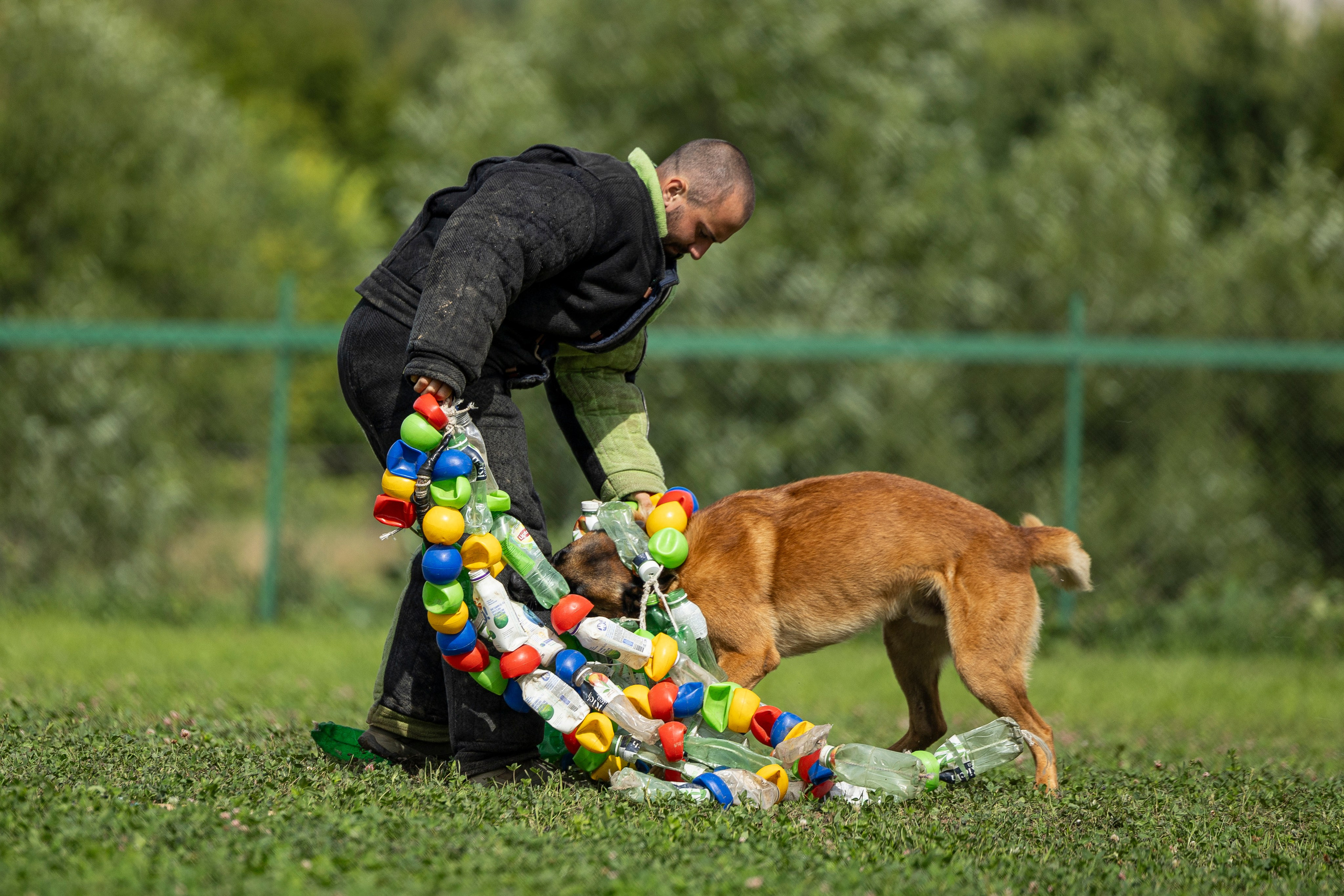 Соревнования по Мондьорингу г. Вологда 10-11.08.2024. Фотограф-анималист Анна Маринич