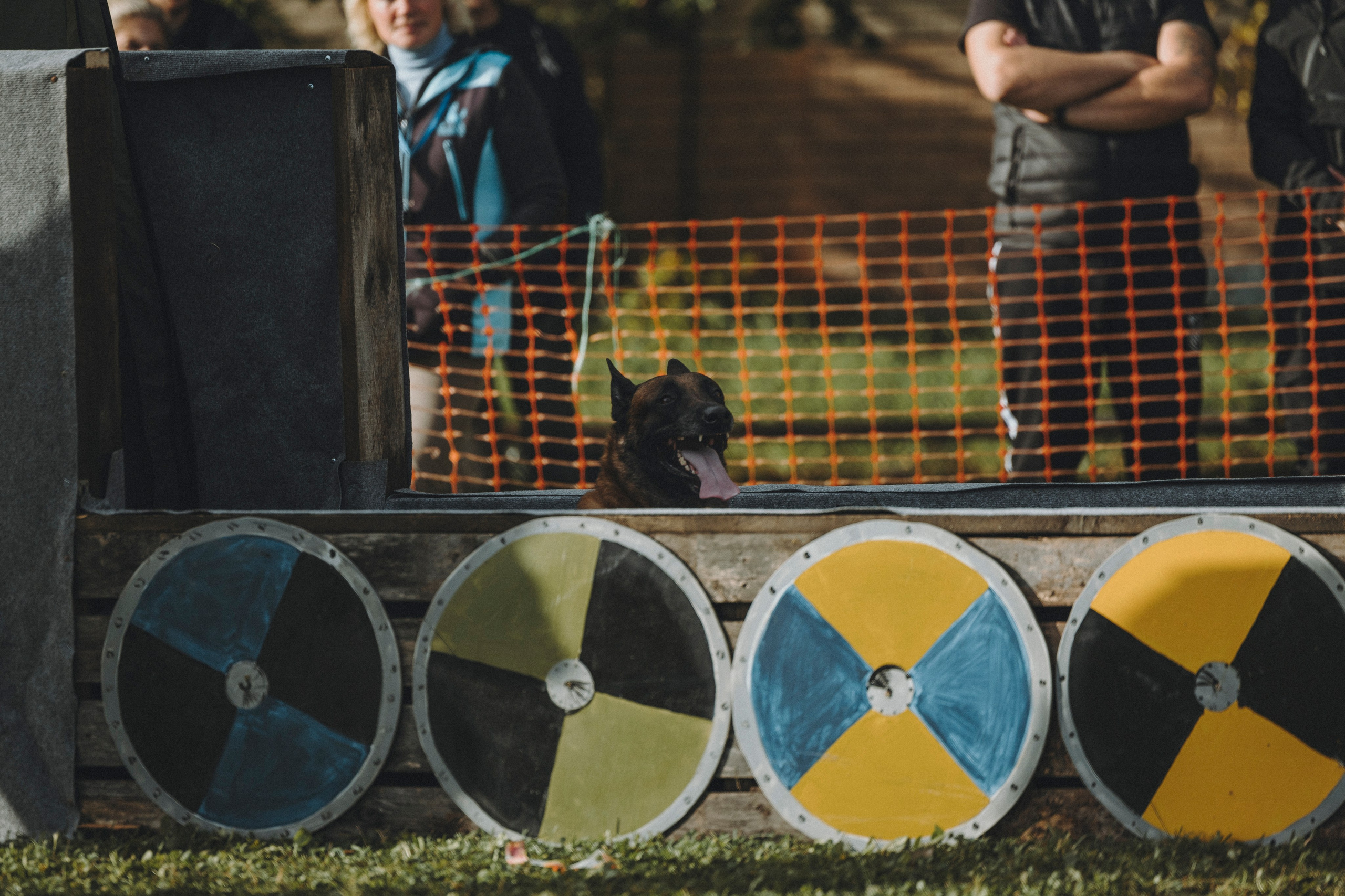 Испытания по мондьорингу г. Пушкин 29.09.2024. Фотограф-анималист Анна Маринич