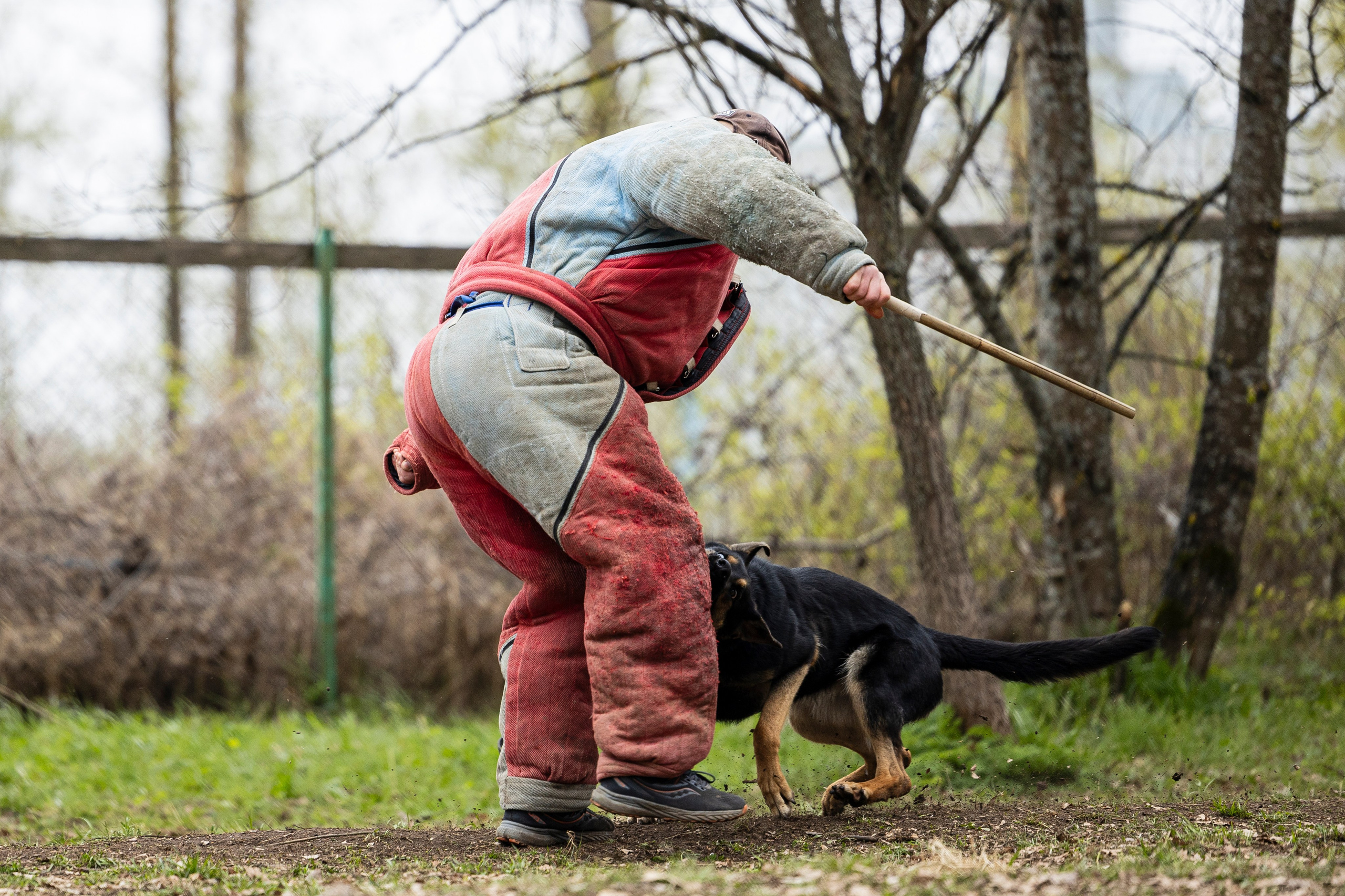 Квалификационные состязания по мондьорингу г. Вологда 11.05.24. Фотограф-анималист Анна Маринич