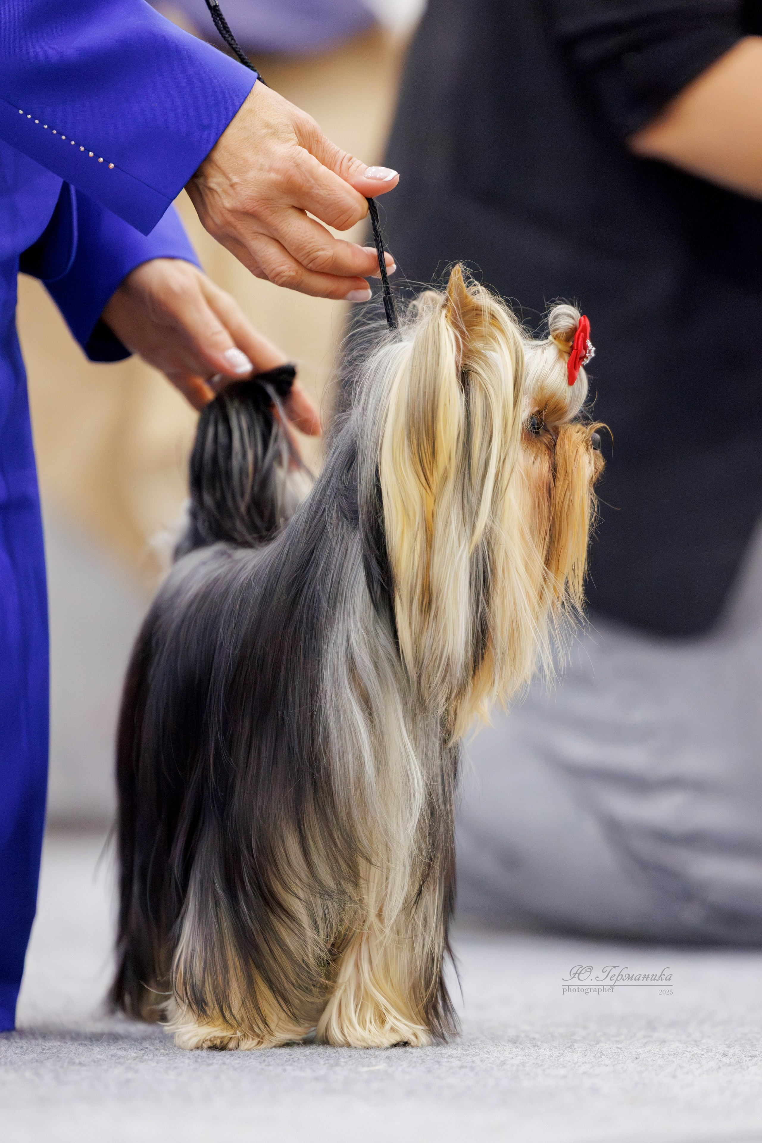 Питер 12-13.12.2025. Фотограф-анималист Юлия Германика