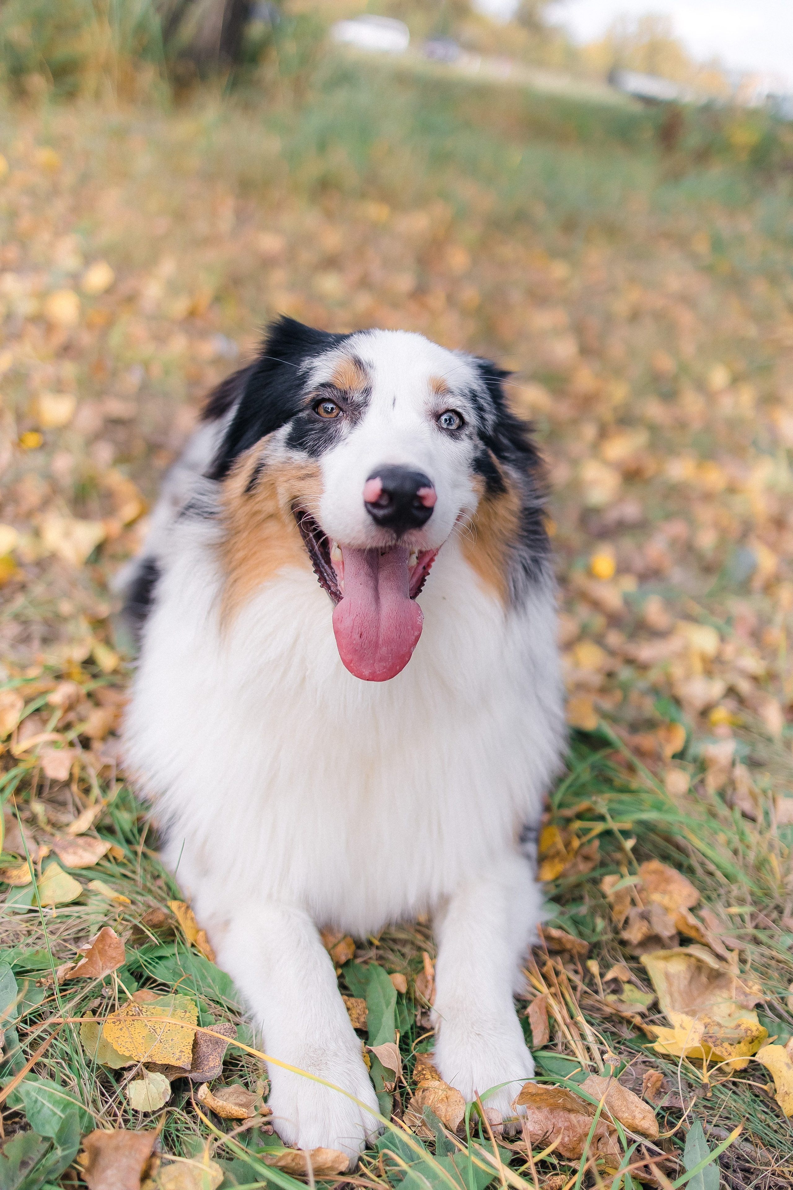 Аусси Дэймон. Свадебный и женский фотограф