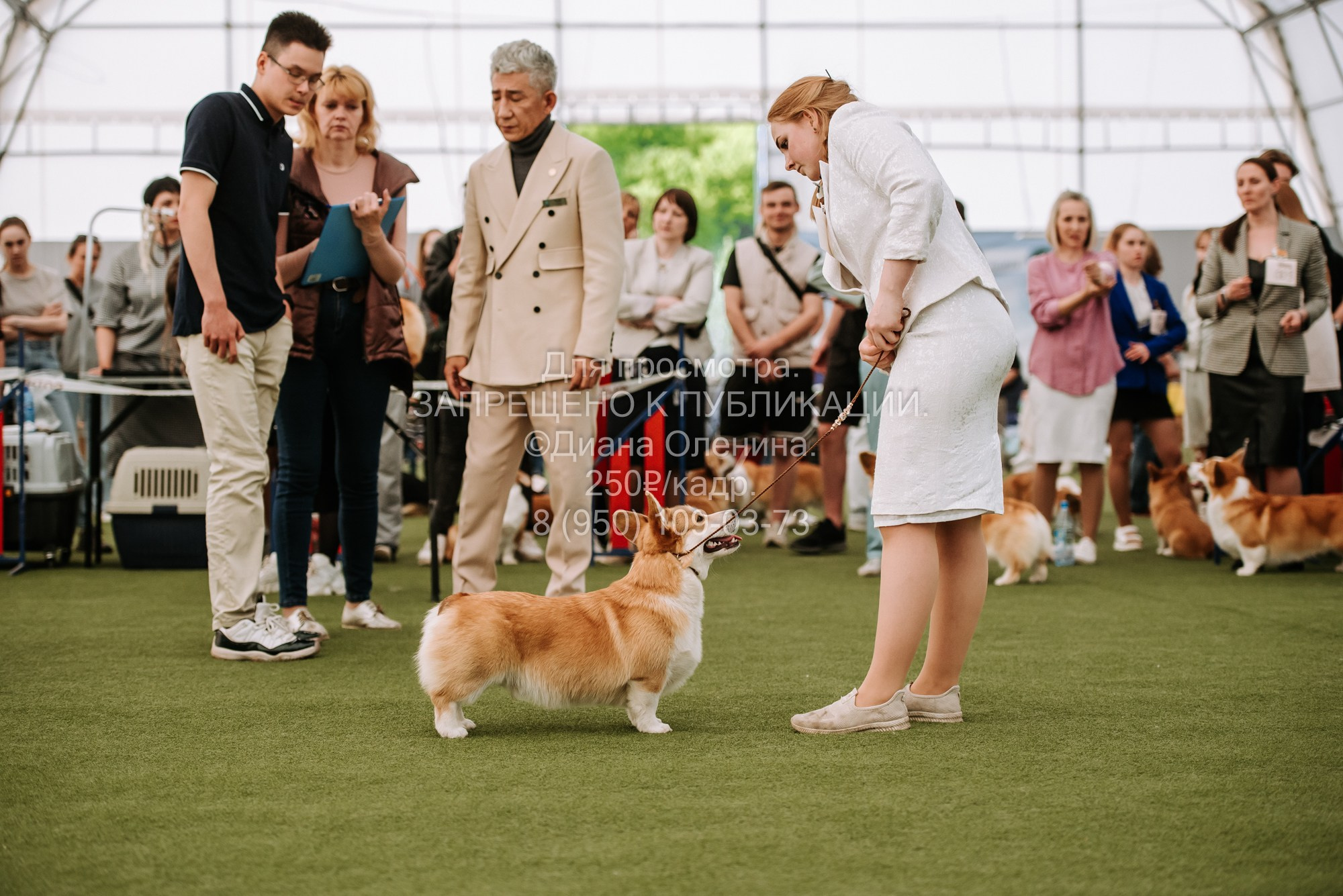 Выставка собак Красноярск 2.06. Фотограф Диана Оленина Красноярск / Братск