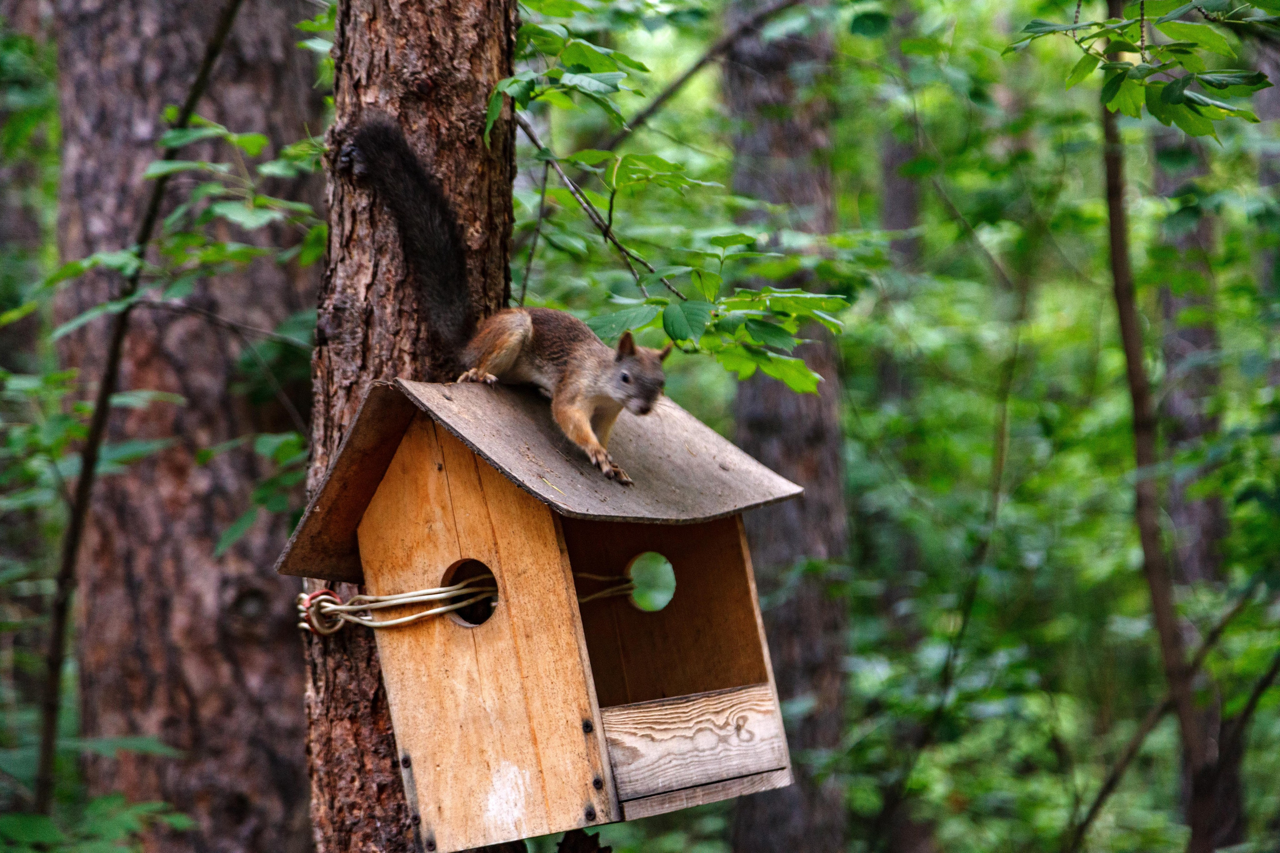 Белки / Squirrels. Фотограф Андрей Гузеев