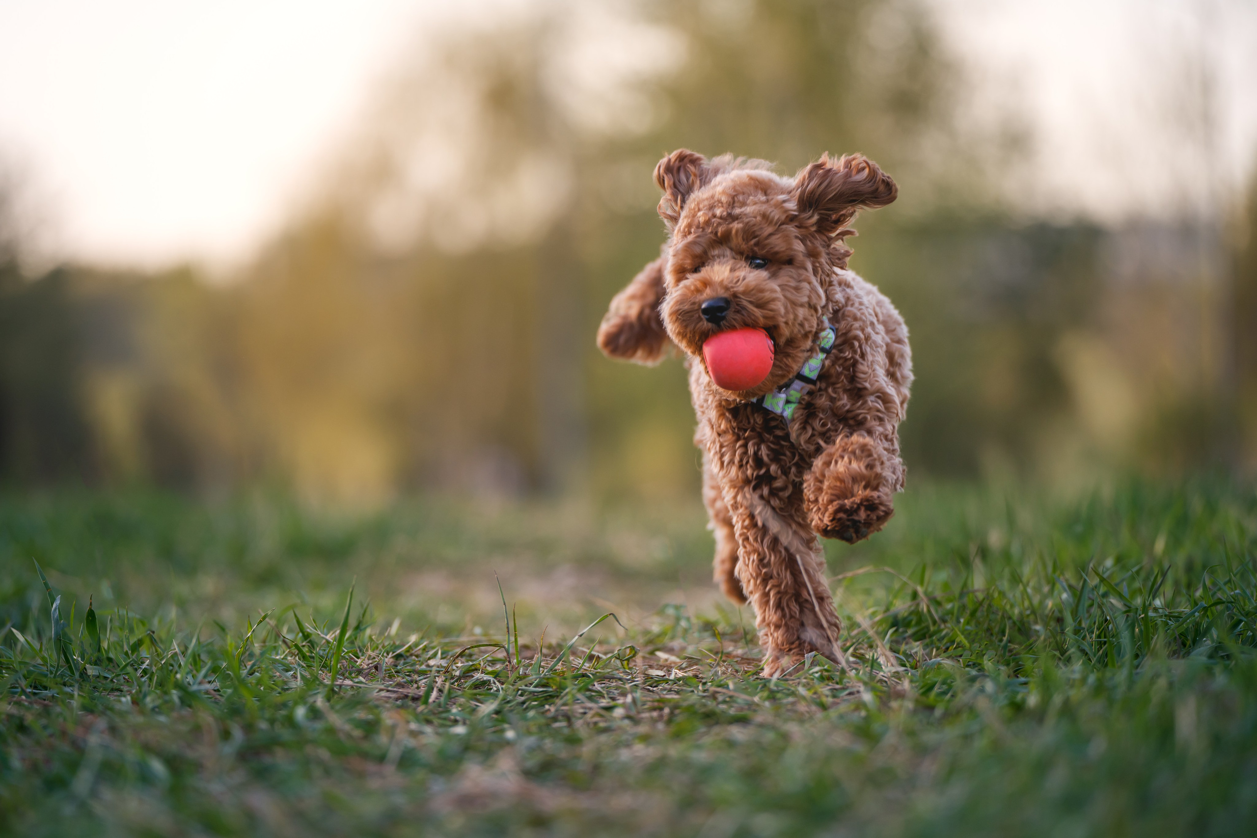 Пудель на закате. Фотограф Анималист в Москве Анастасия Жучкова