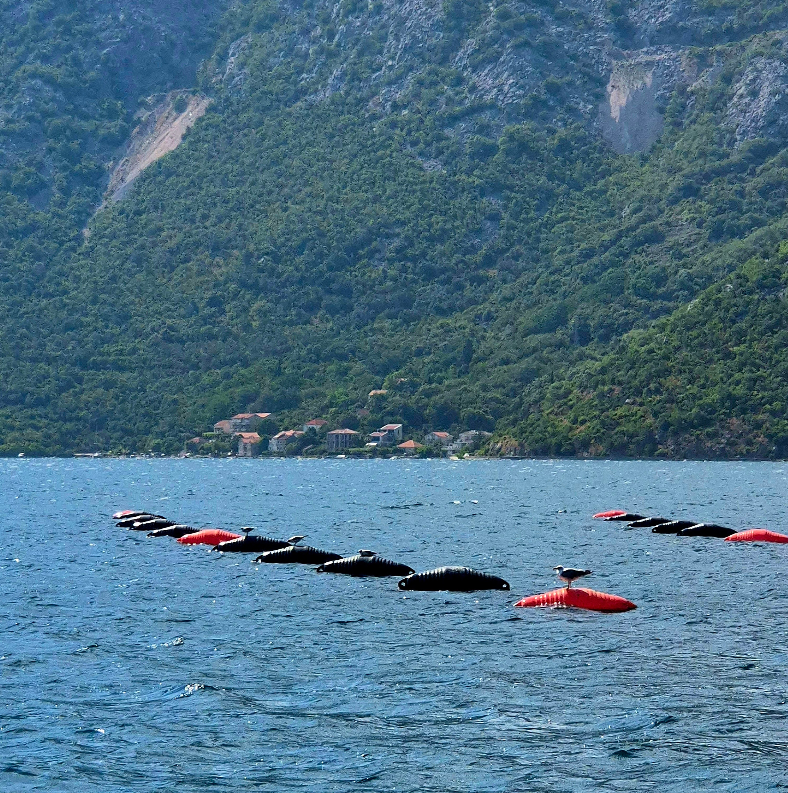 Чуть дальше по побережью встречаются устричные фермы