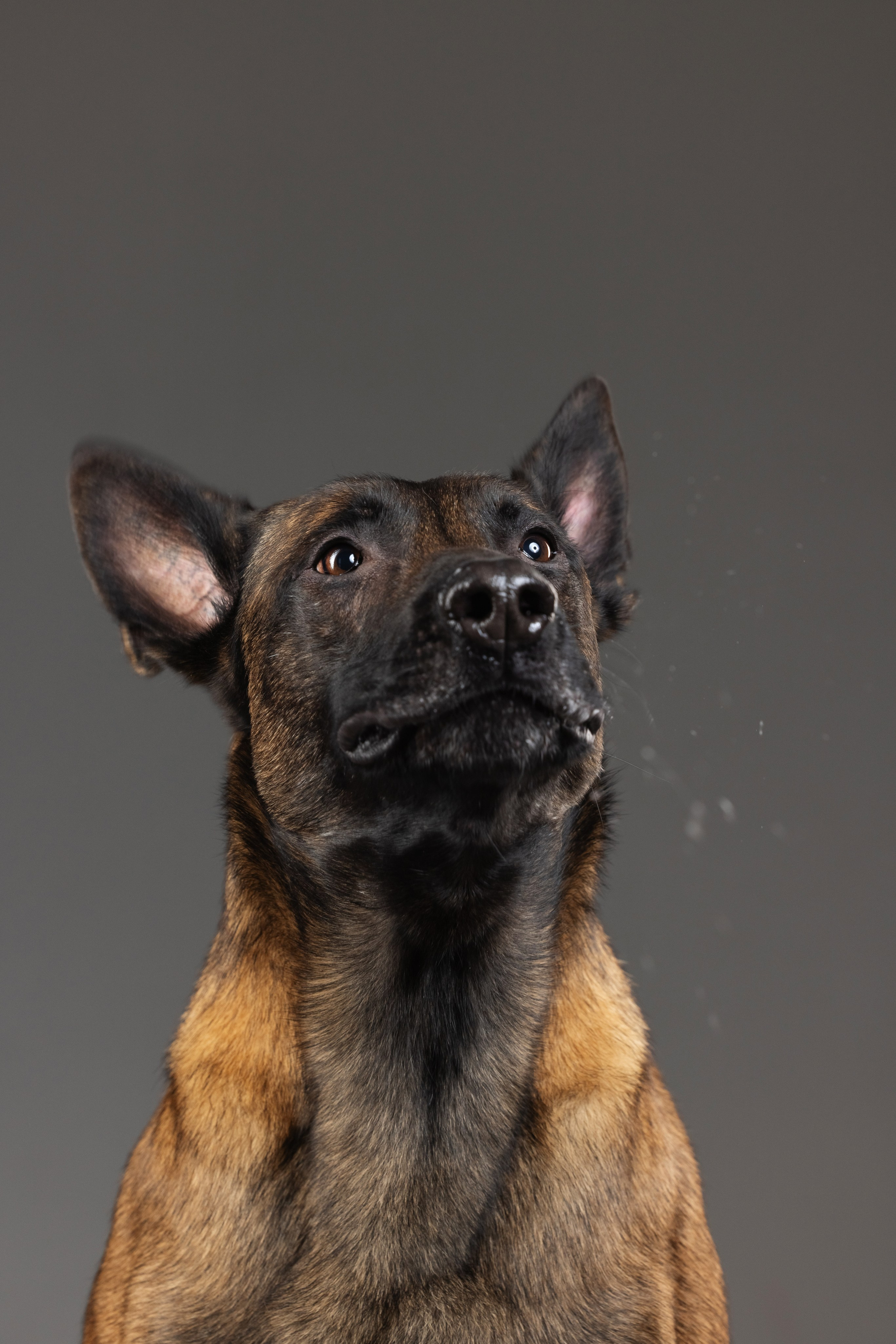 Рики и Гаруда. Фотограф анималист Осипчикова Мария