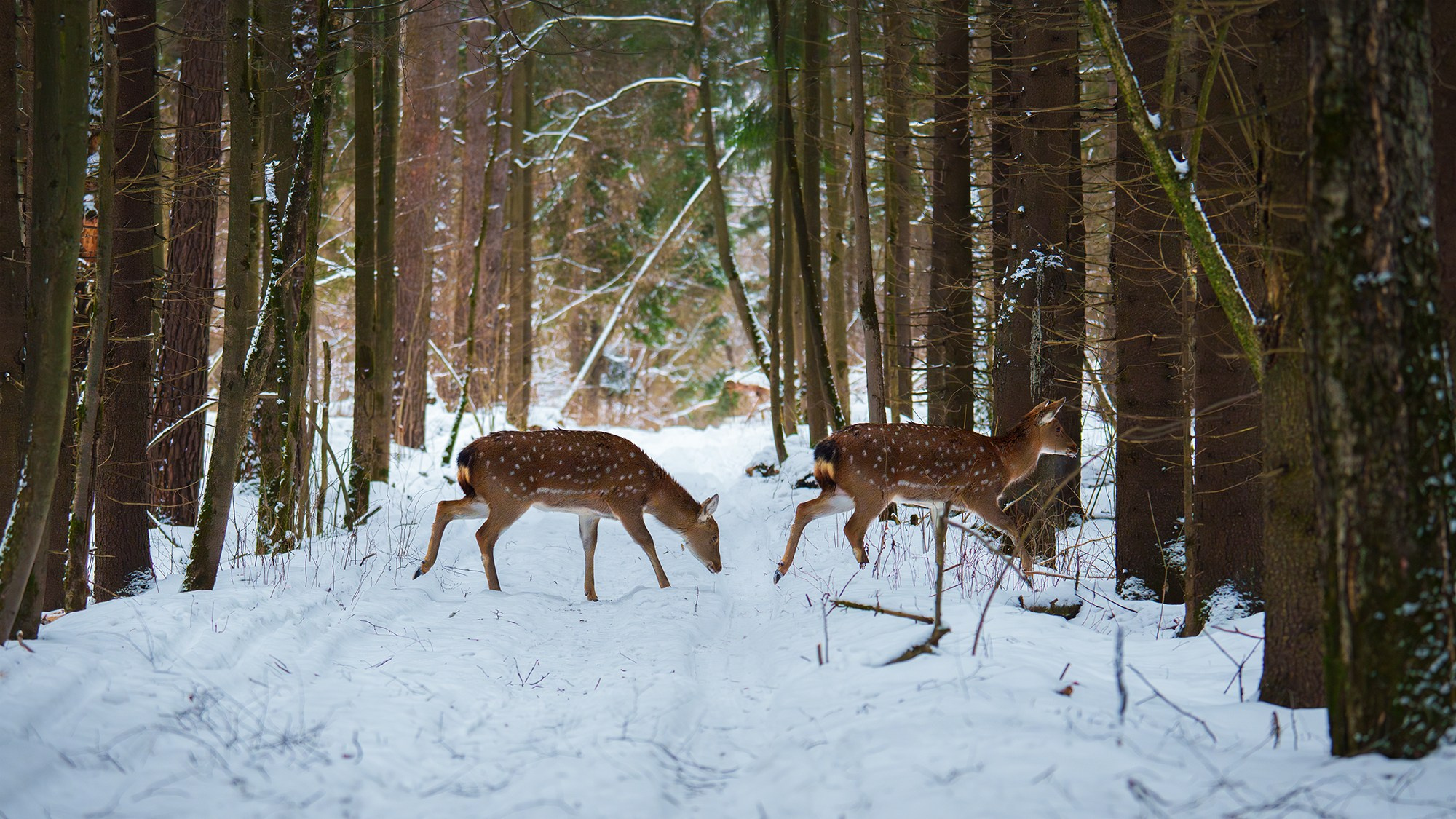 Животные. Ваш личный фотограф Марина Волкова