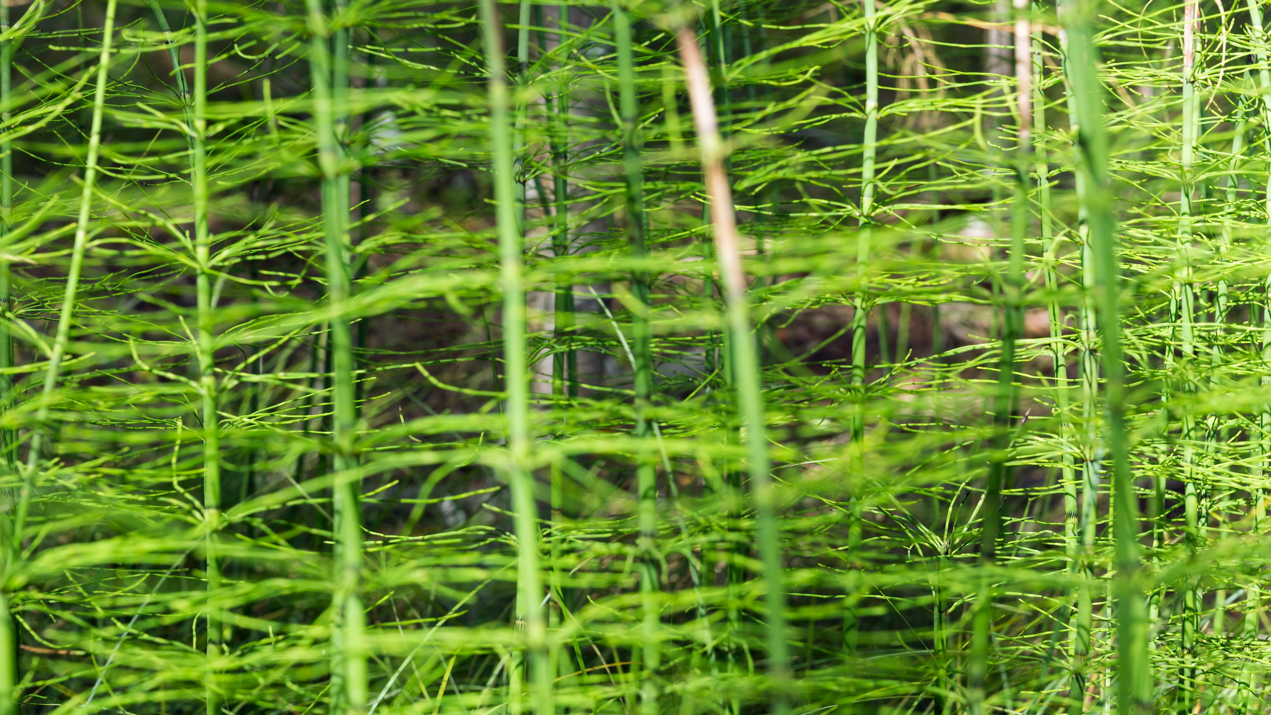 Карелия. Фотограф-путешественник Самойлов Максим «Sly Fox»