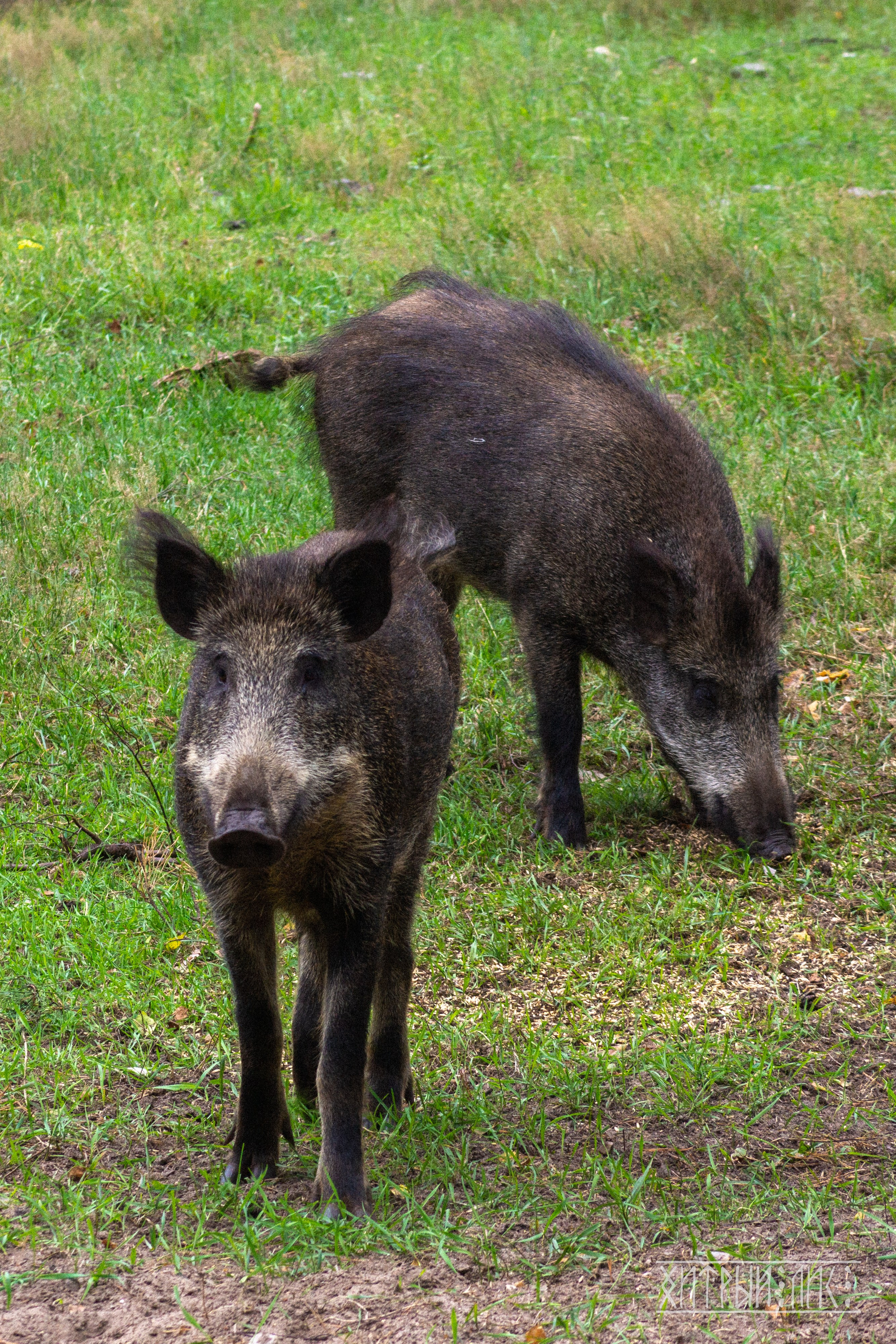 Беларусь. Фотограф-путешественник Самойлов Максим «Sly Fox»