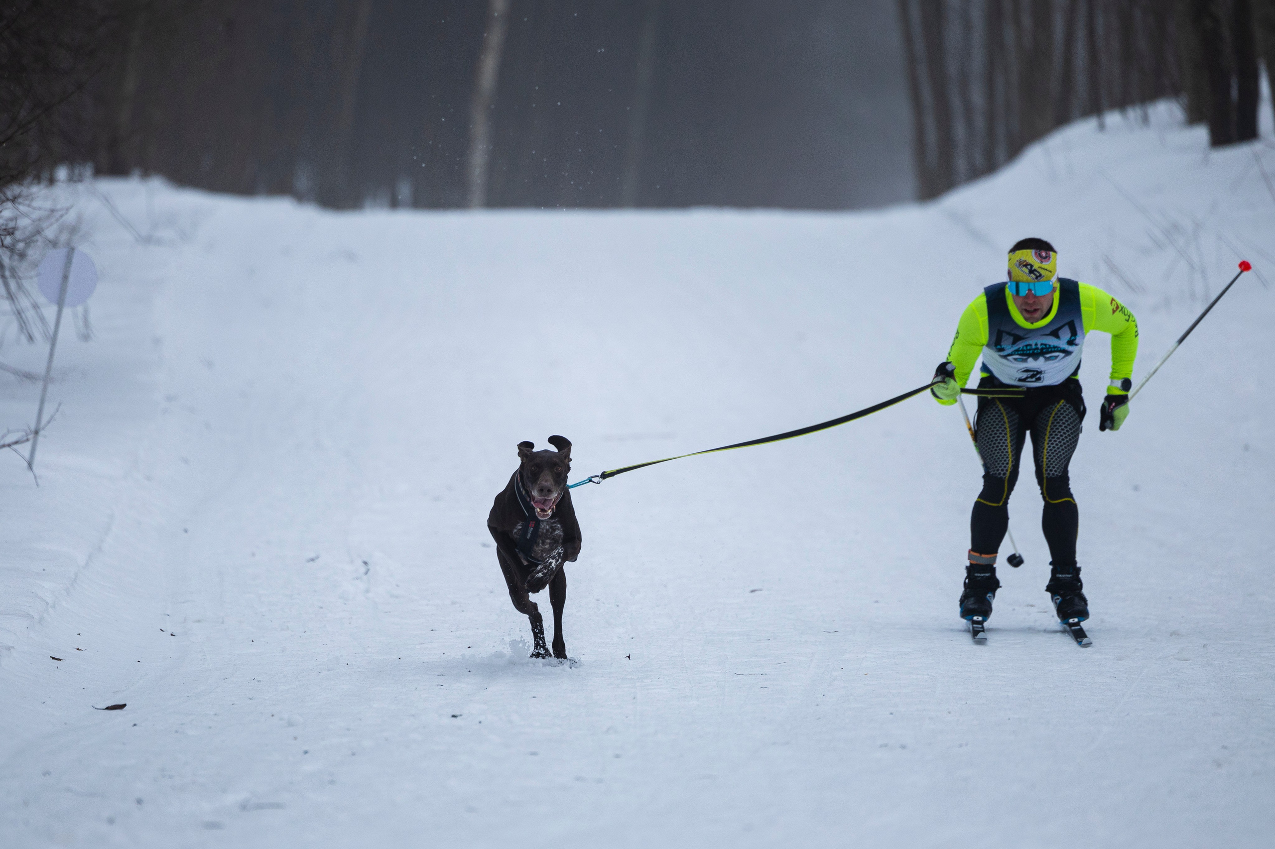 Зимний Чемпионат Санкт-Петербурга по ездовому спорту. Фотограф-анималист Анна Маринич