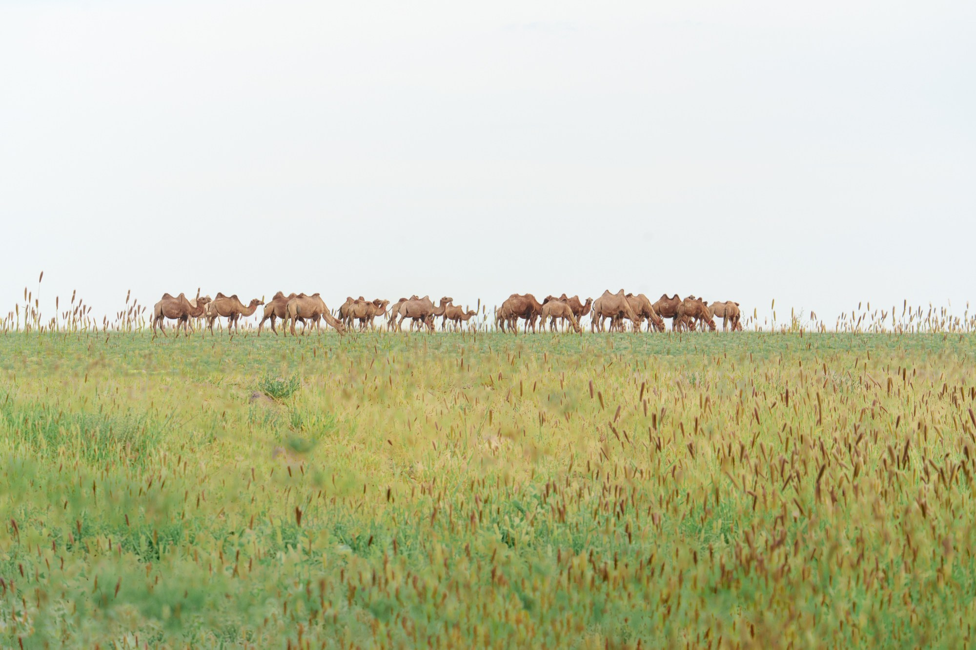 Стадо пасущихся верблюдов  в живописных монгольских пейзажах. Эти животные являются неотъемлемой частью традиционного кочевого образа жизни в Монголии