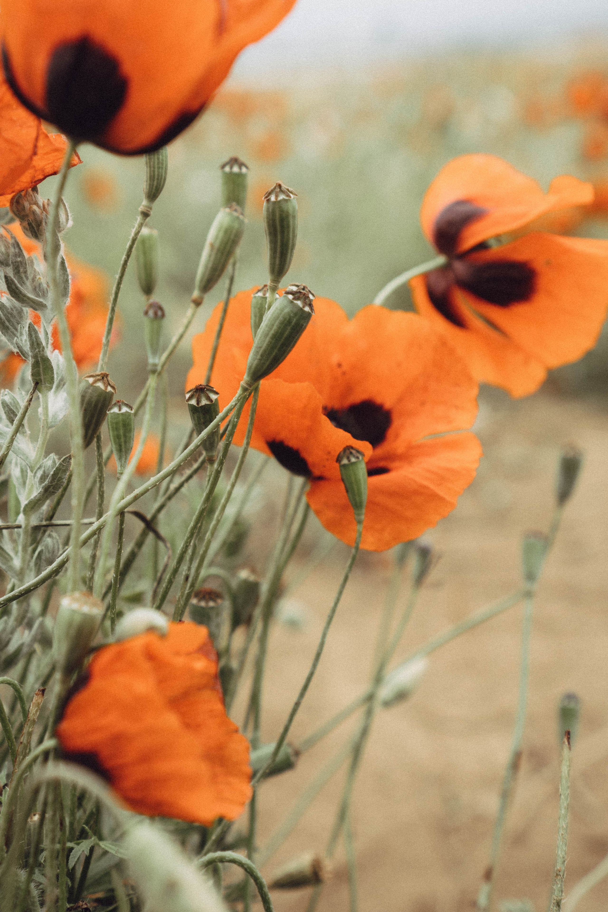 Кавказ. Профессиональный фотограф, Санкт-Петербург — Виктория Богомолова