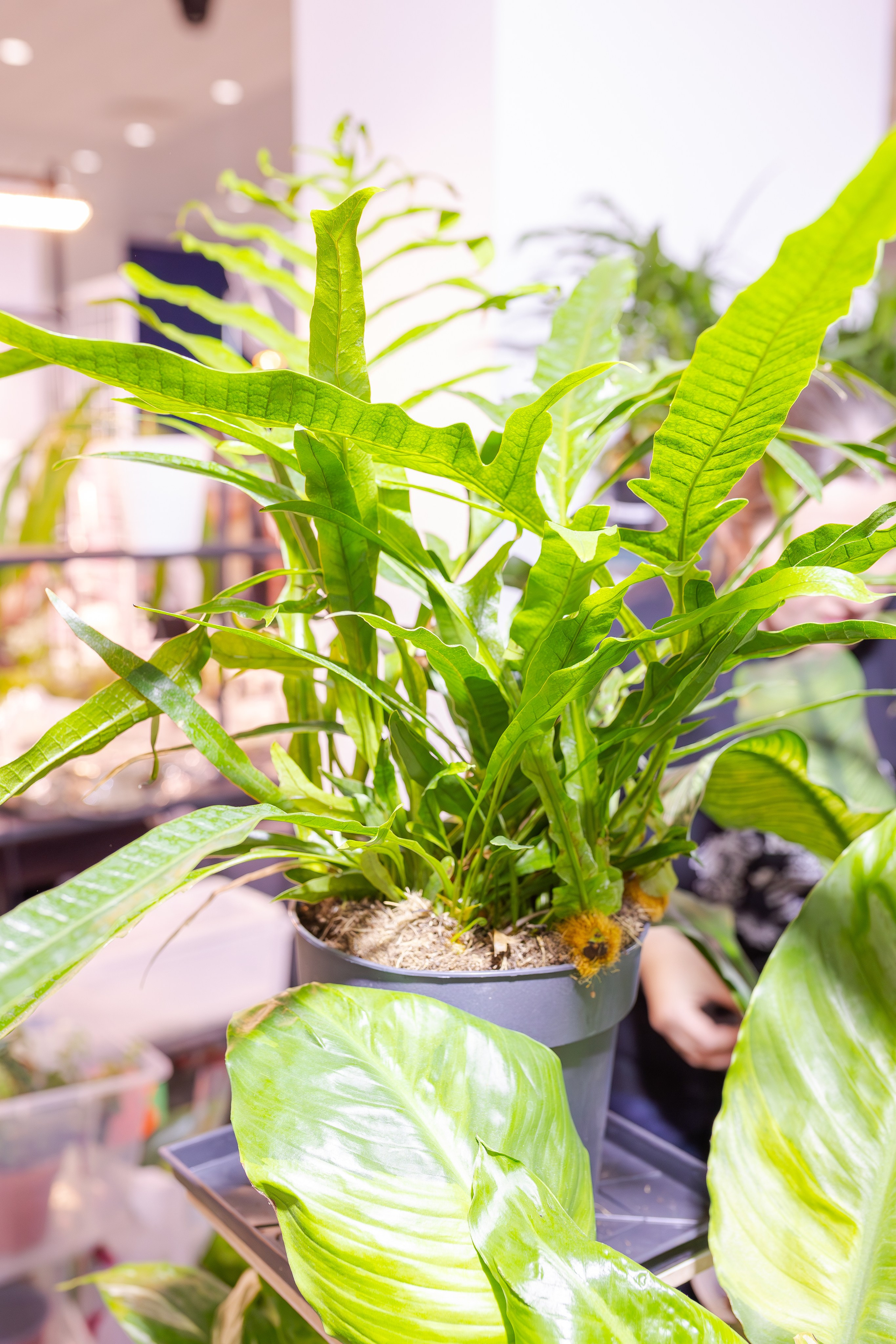 Монстериум апрель 2026. Александра Куликова фотограф, Москва